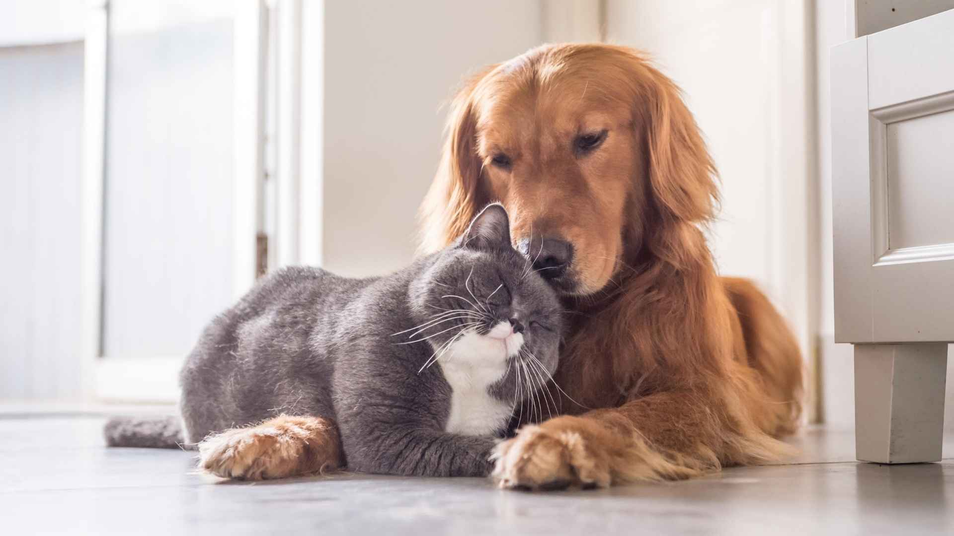7 Dog Breeds For Multi-Pet Households That Love Sharing Their Space