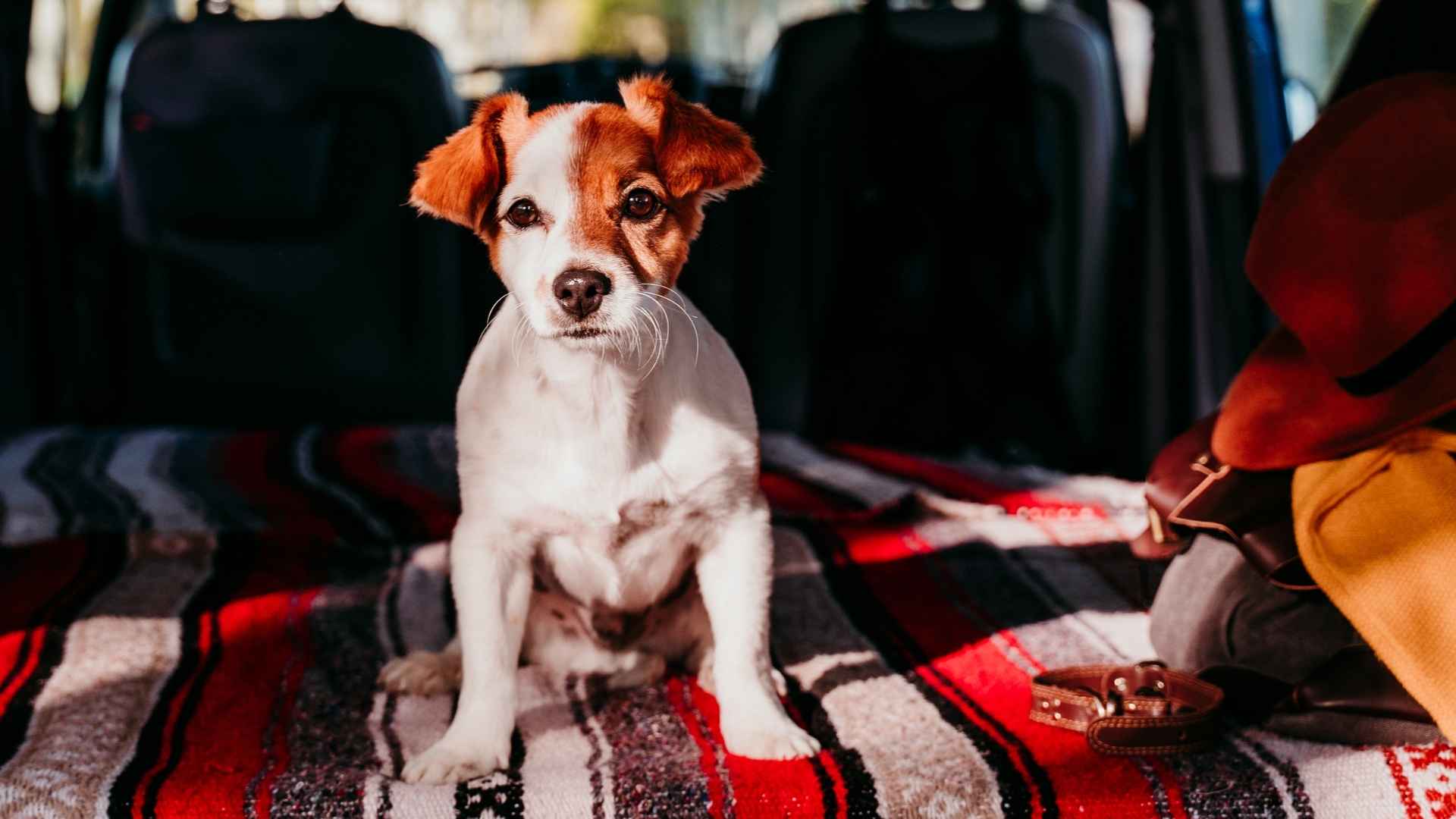 7 Dog Breeds For RV Living That Make Life on the Road Easier