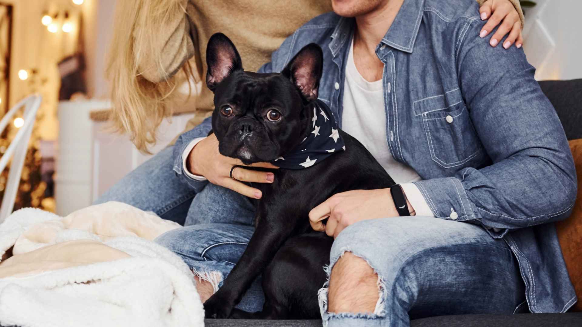 7 Dog Breeds For Shared Apartments That Won’t Annoy Your Roommate