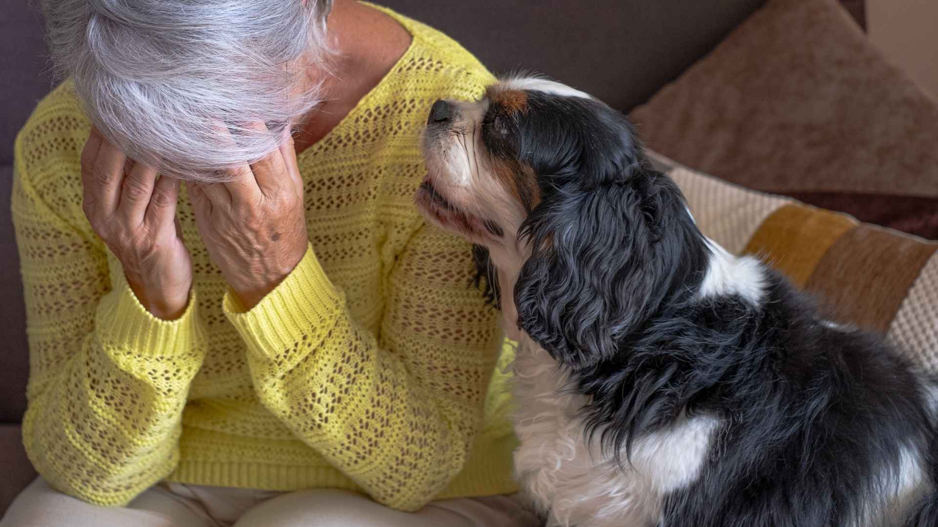7 Dog Breeds Good For Anxious Owners That Help Reduce Stress