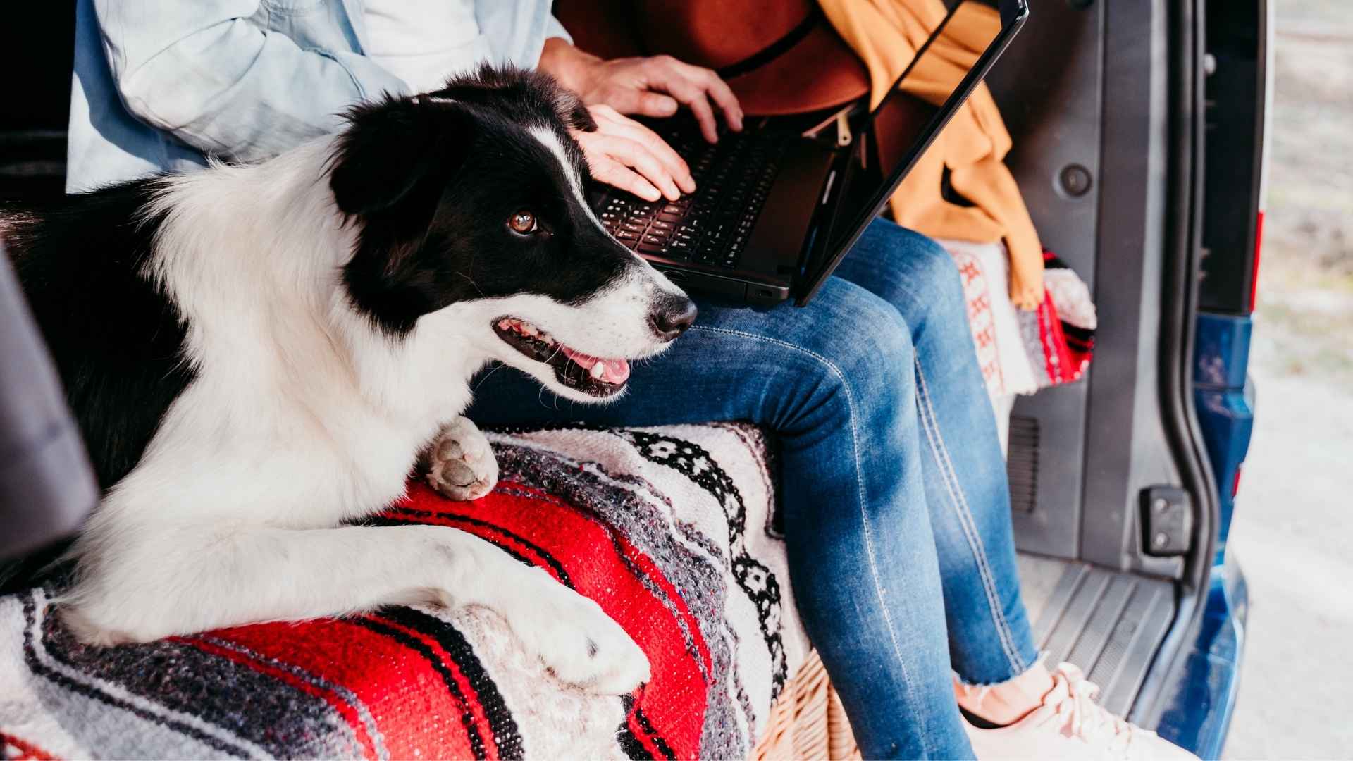 7 Dog Breeds Ideal For Van Life Adventures: Smart, Loyal, and Mobile