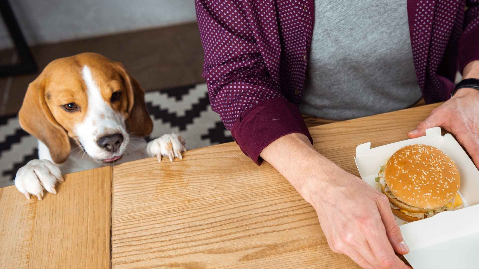 7 Dog Breeds Most Likely to Steal Your Lunch