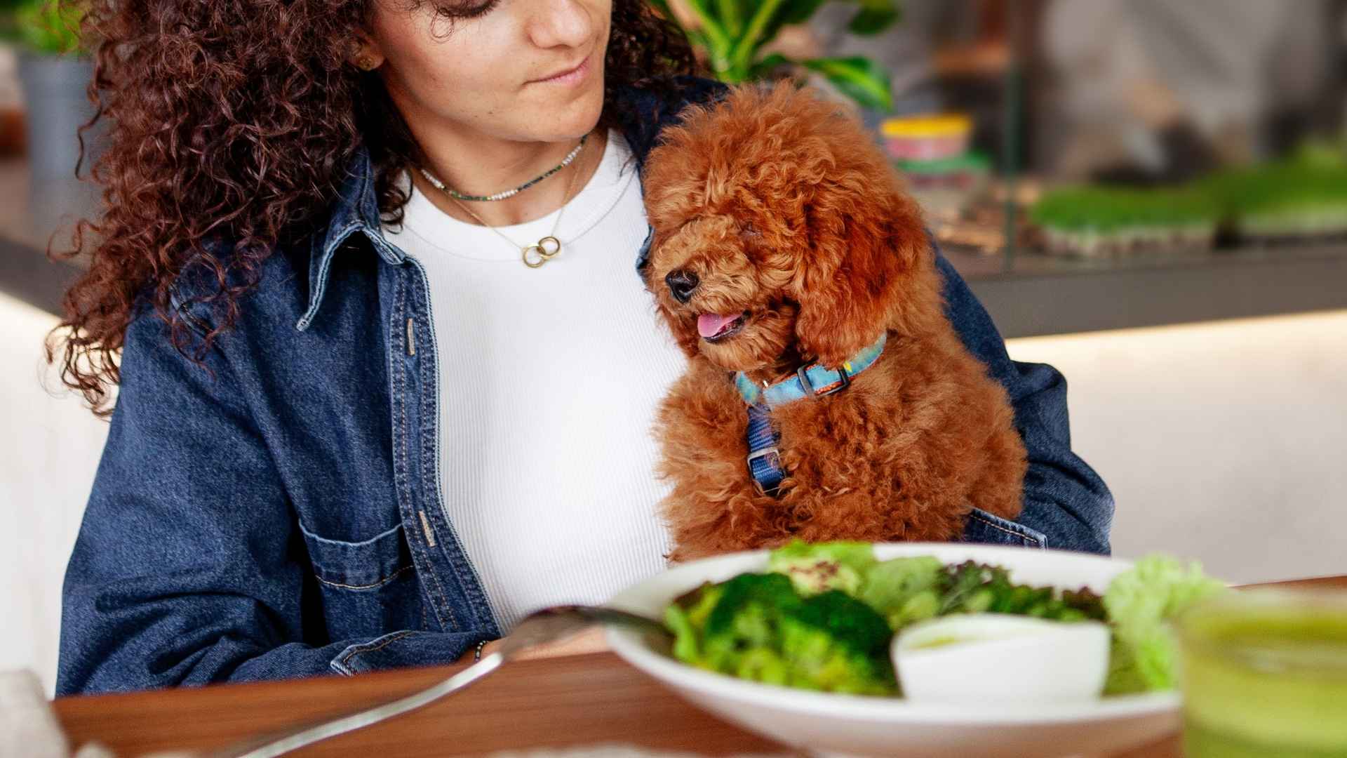 7 Dog Breeds Perfect for Café Visits With Owners