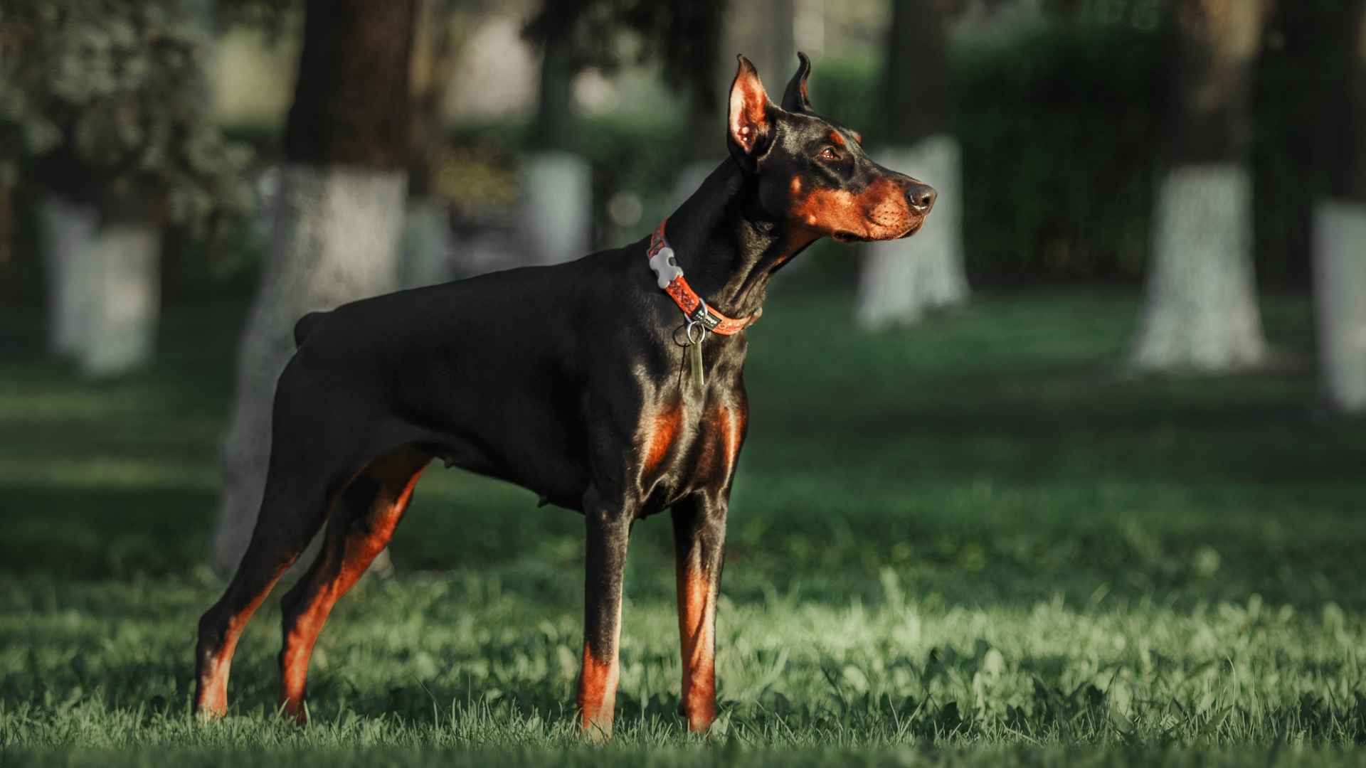 7 Dog Breeds Perfect for Night Security Patrols: Born to Protect