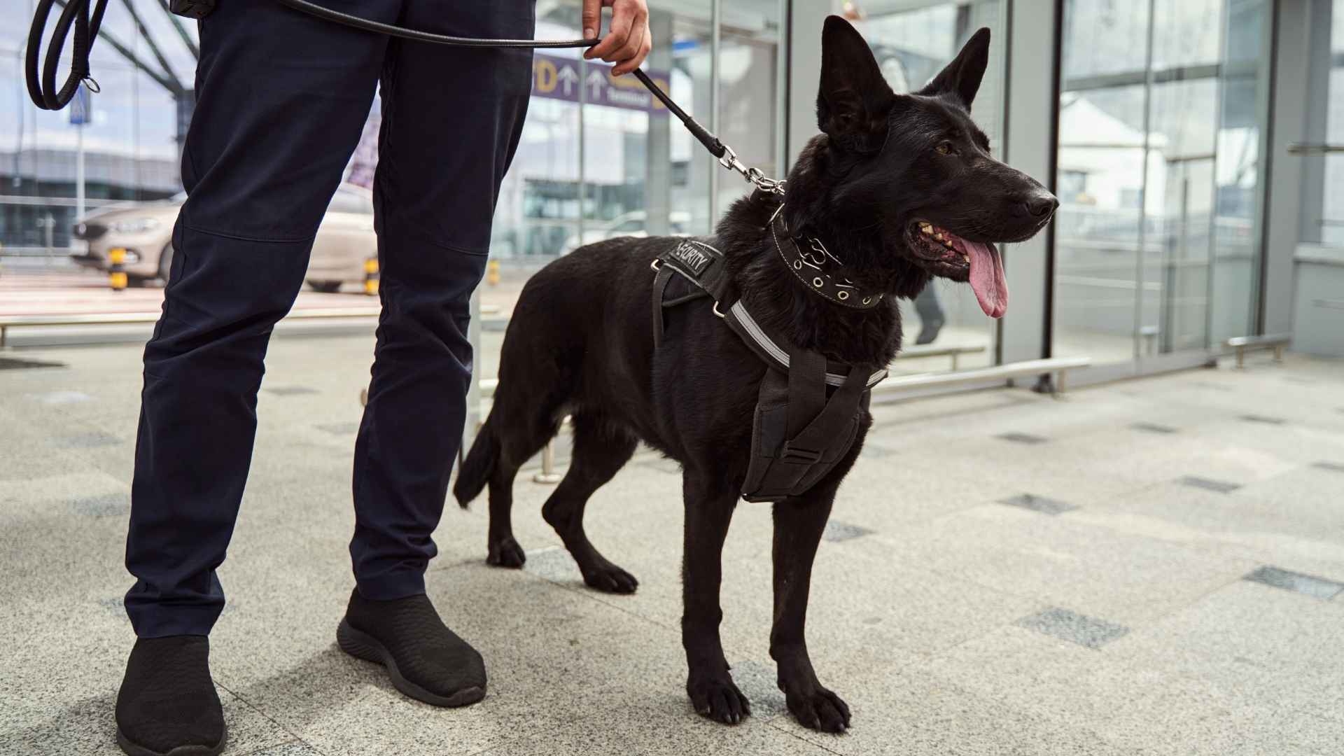 7 Dog Breeds Perfect for Police K-9 Units and Law Enforcement Service