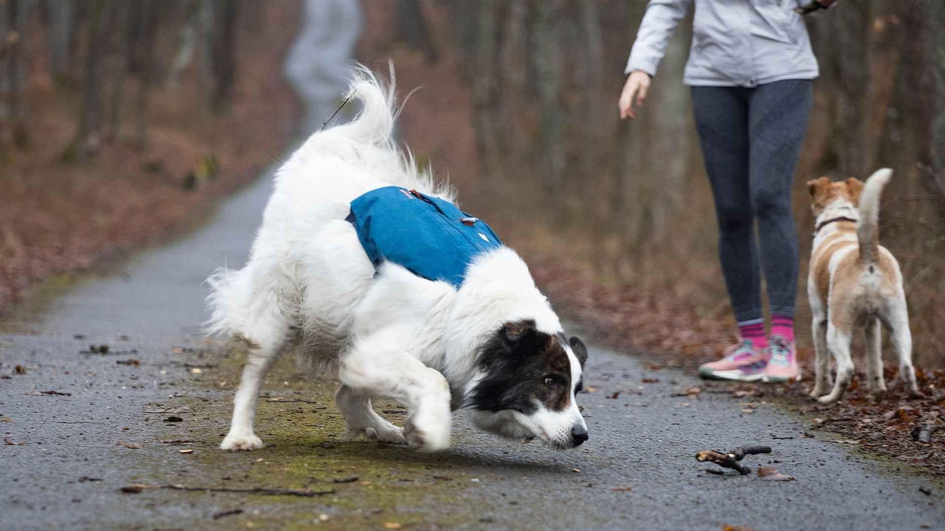 7 Dog Breeds Perfect for Tracking Lost People
