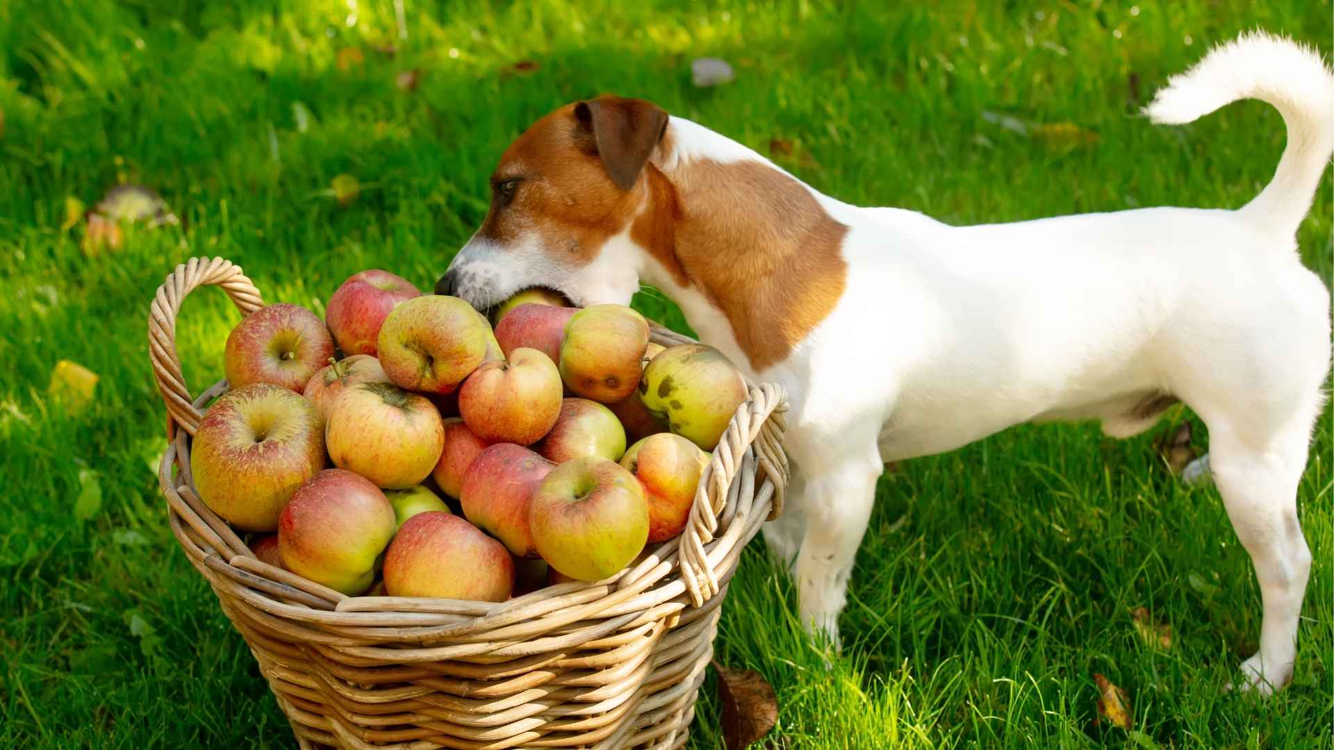 7 Dog Breeds Prone to Stealing Snacks When You’re Not Looking