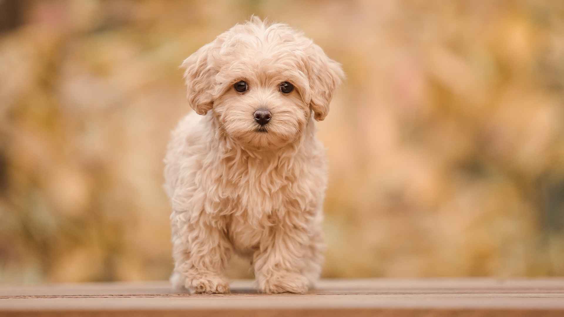 7 Dog Breeds Resembling Baby Pandas