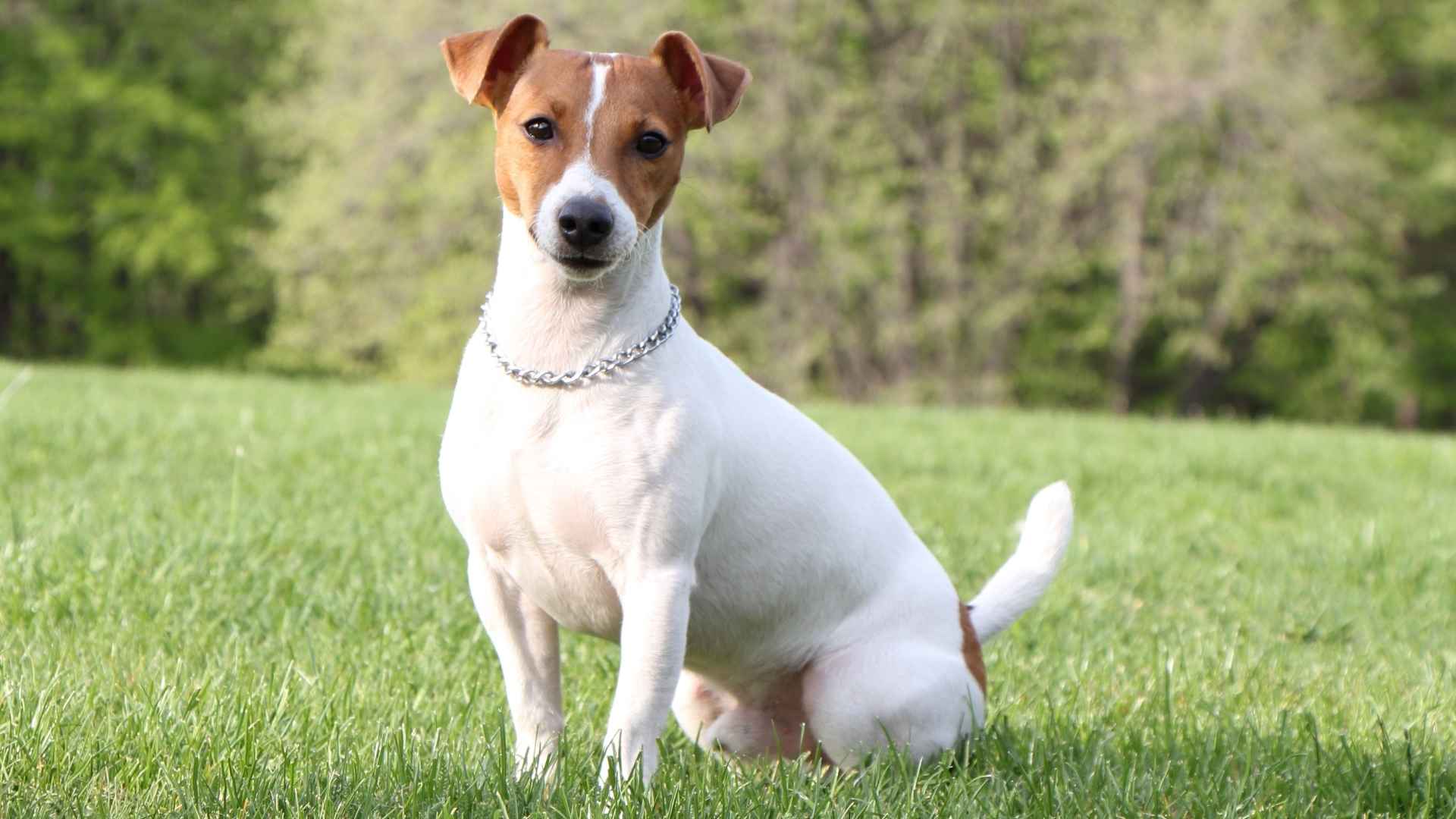 7 Dog Breeds Seniors Should Avoid At All Costs (Based on Energy, Size & Needs)