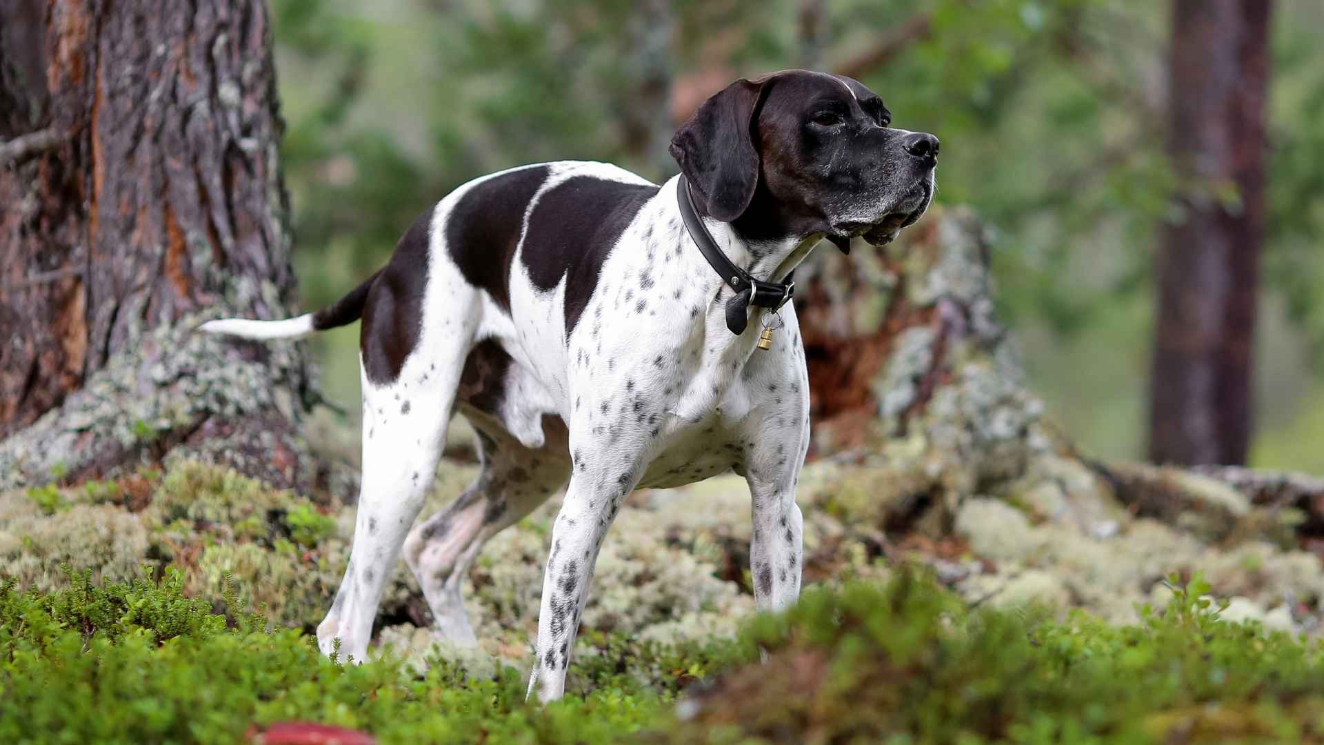 7 Dog Breeds Similar To German Shorthaired Pointers You'll Love