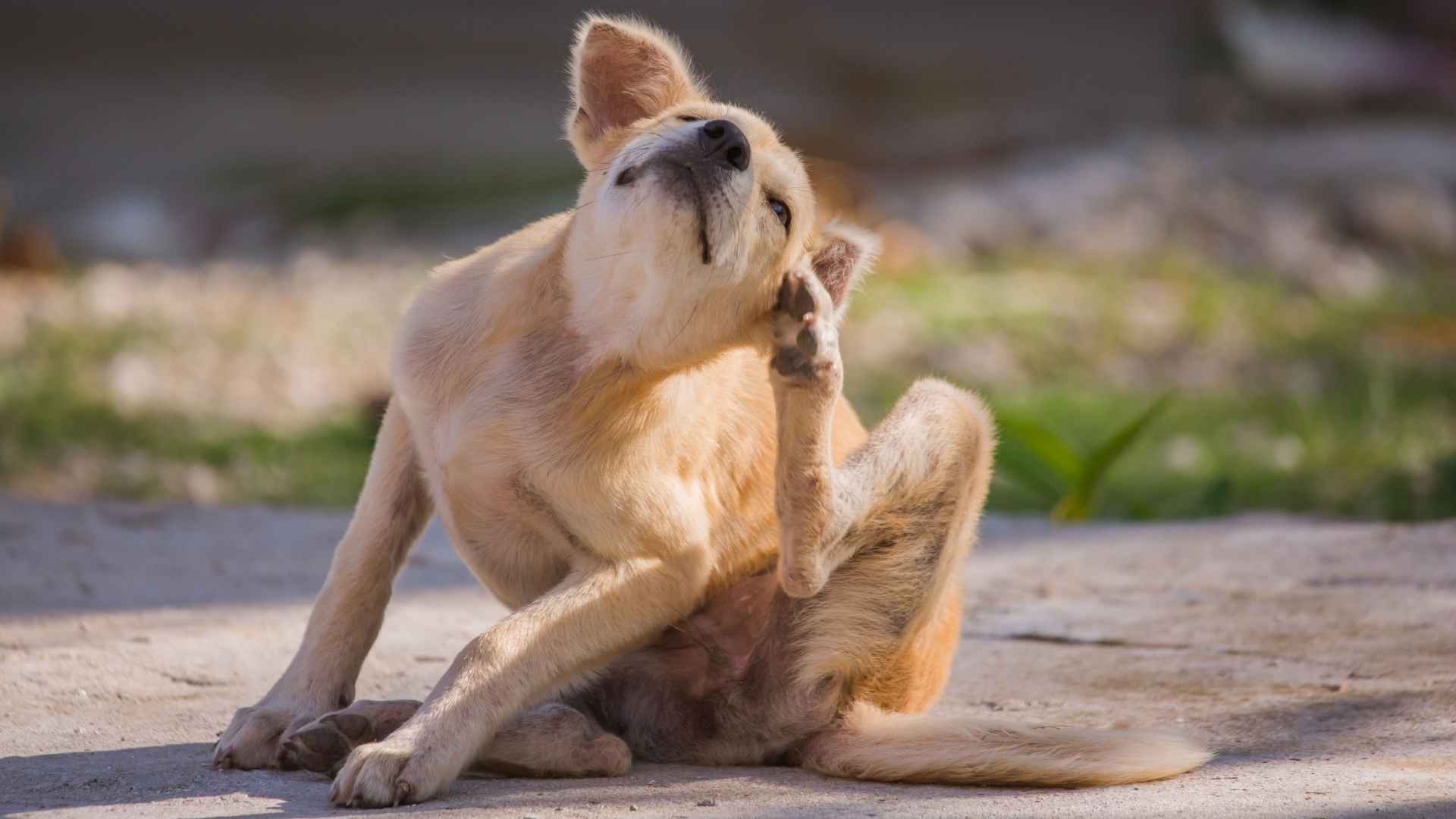 7 Dog Breeds Susceptible To Allergies: The Sensitive Canines