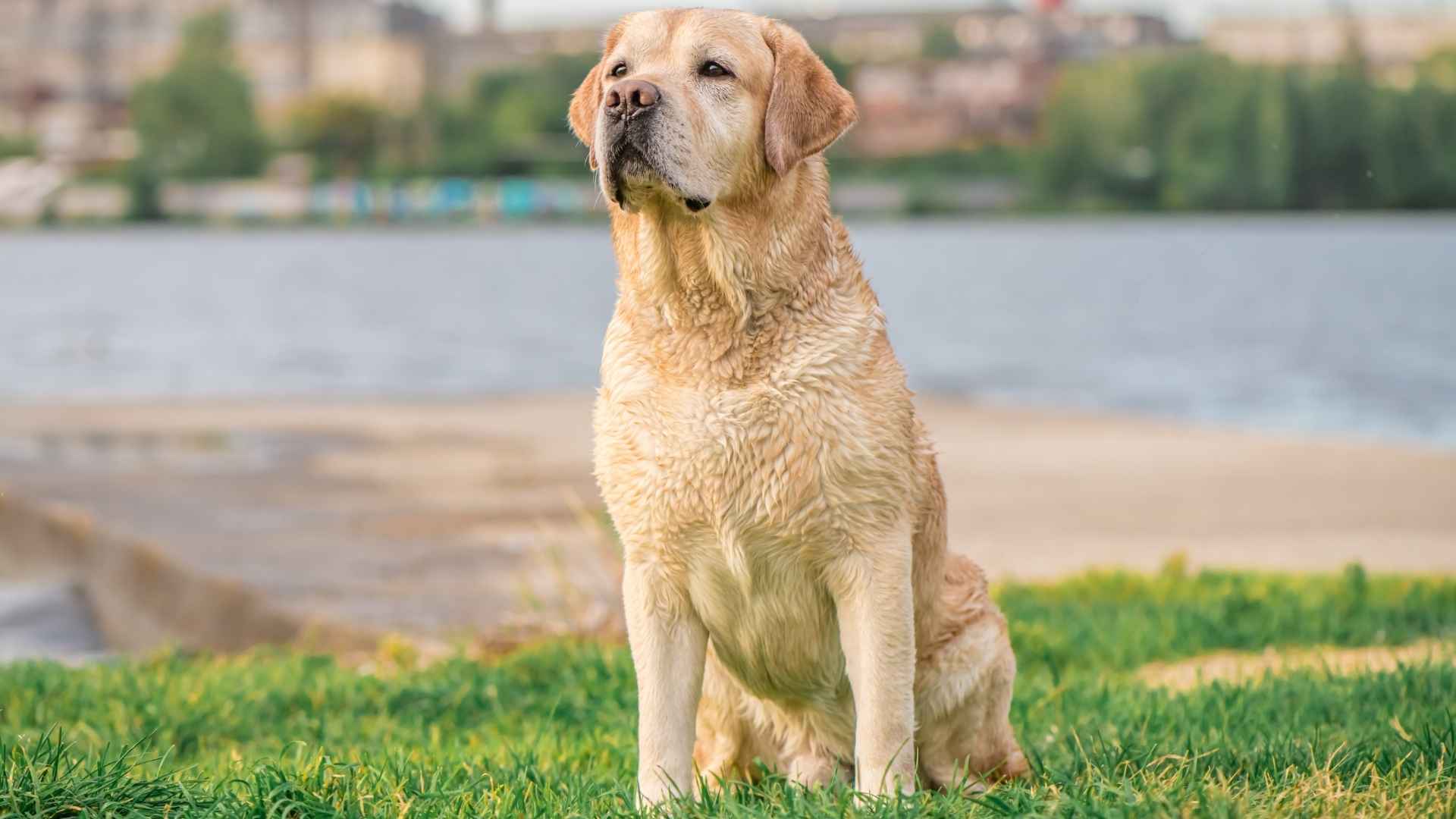 7 Dog Breeds Susceptible To Skin Infections That Struggle the Most