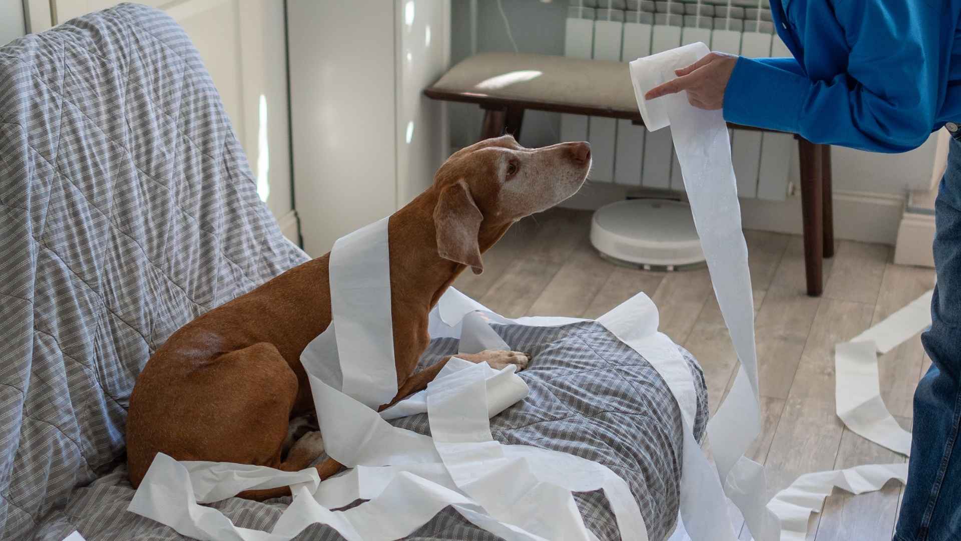 7 Dog Breeds That Act Sad When Scolded