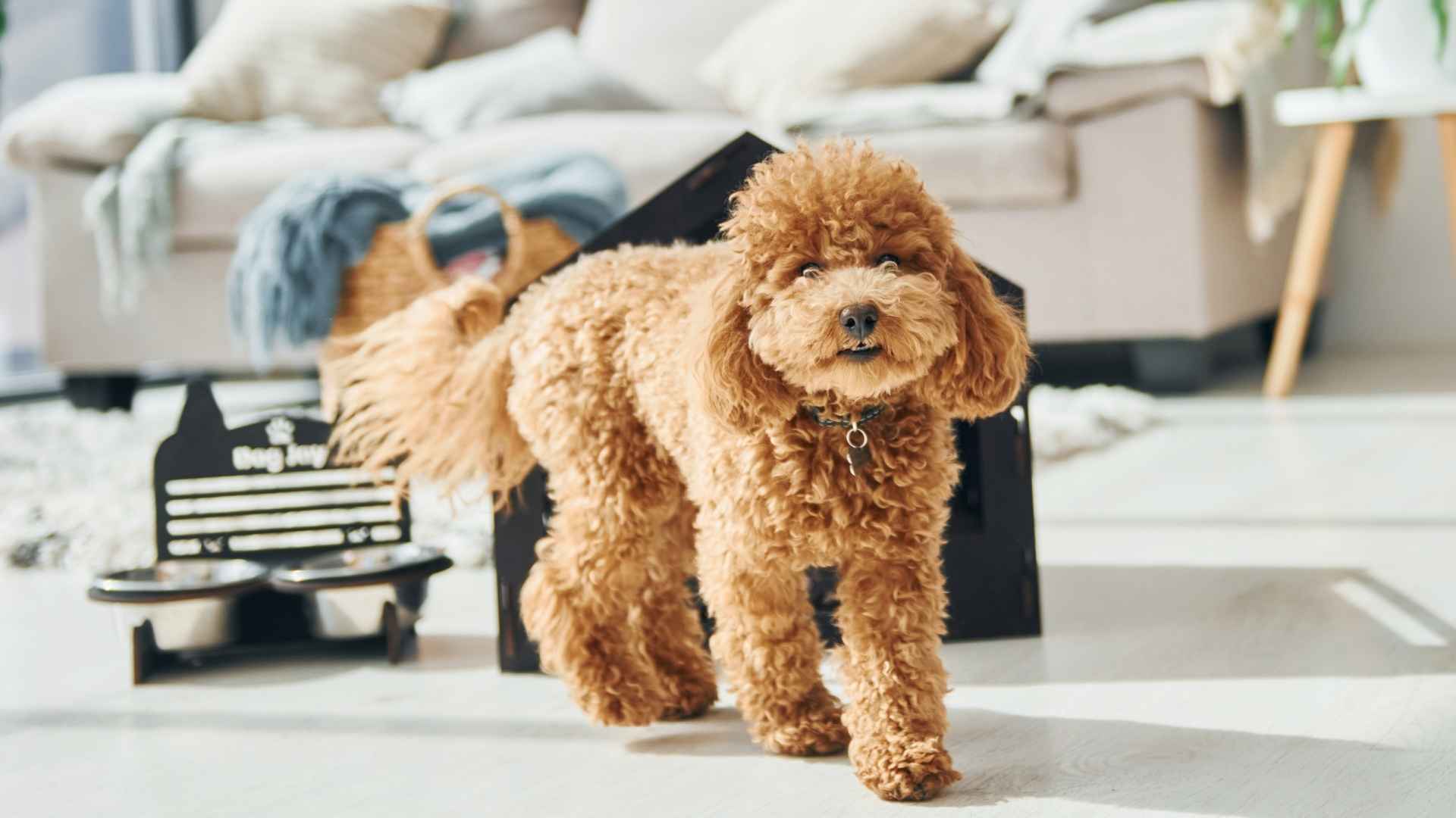 7 Dog Breeds That Age Slowly and Gracefully