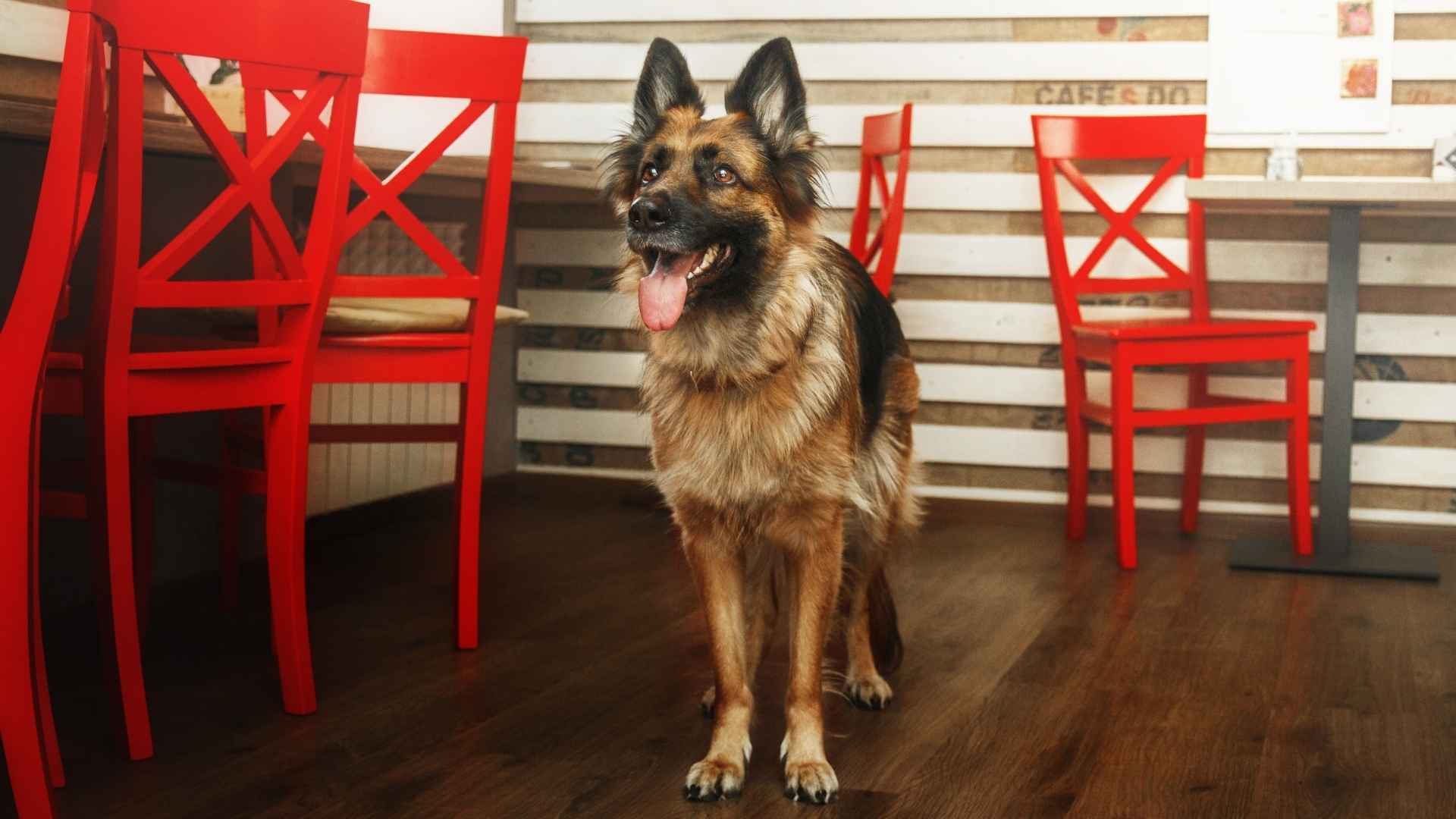 7 Dog Breeds That Alerted Families Before Gas Explosions