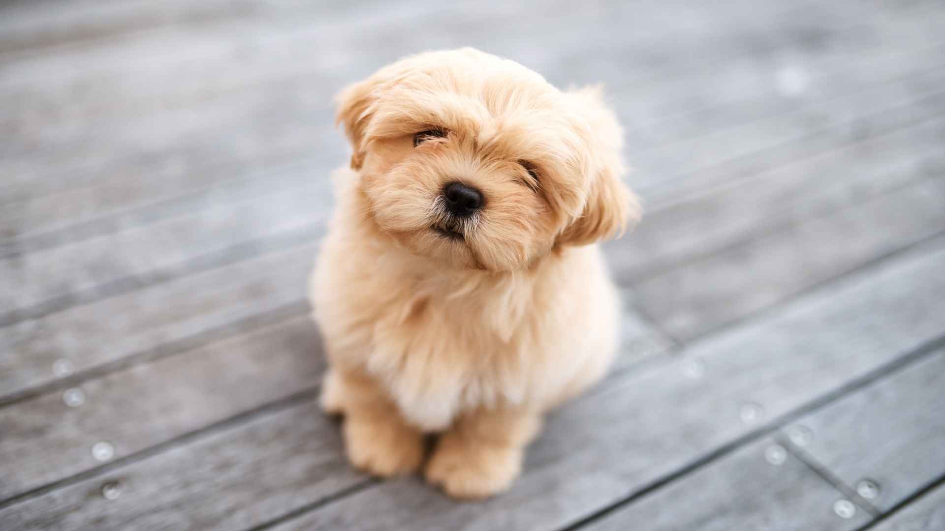 7 Dog Breeds That Always Look Like Puppies and Never Seem to Grow Up