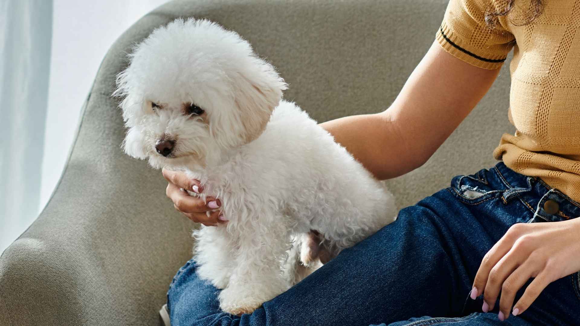 7 Dog Breeds That Are Affectionate But Not Clingy (Yes, They Exist!)