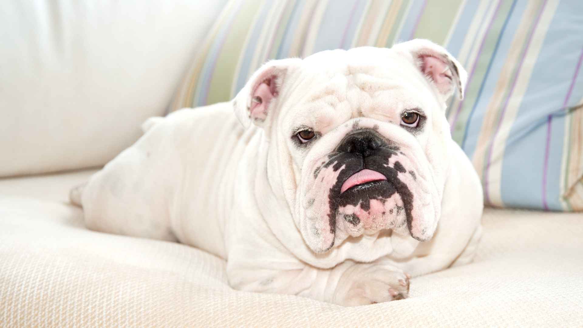 7 Dog Breeds That Are Always Chill No Matter What