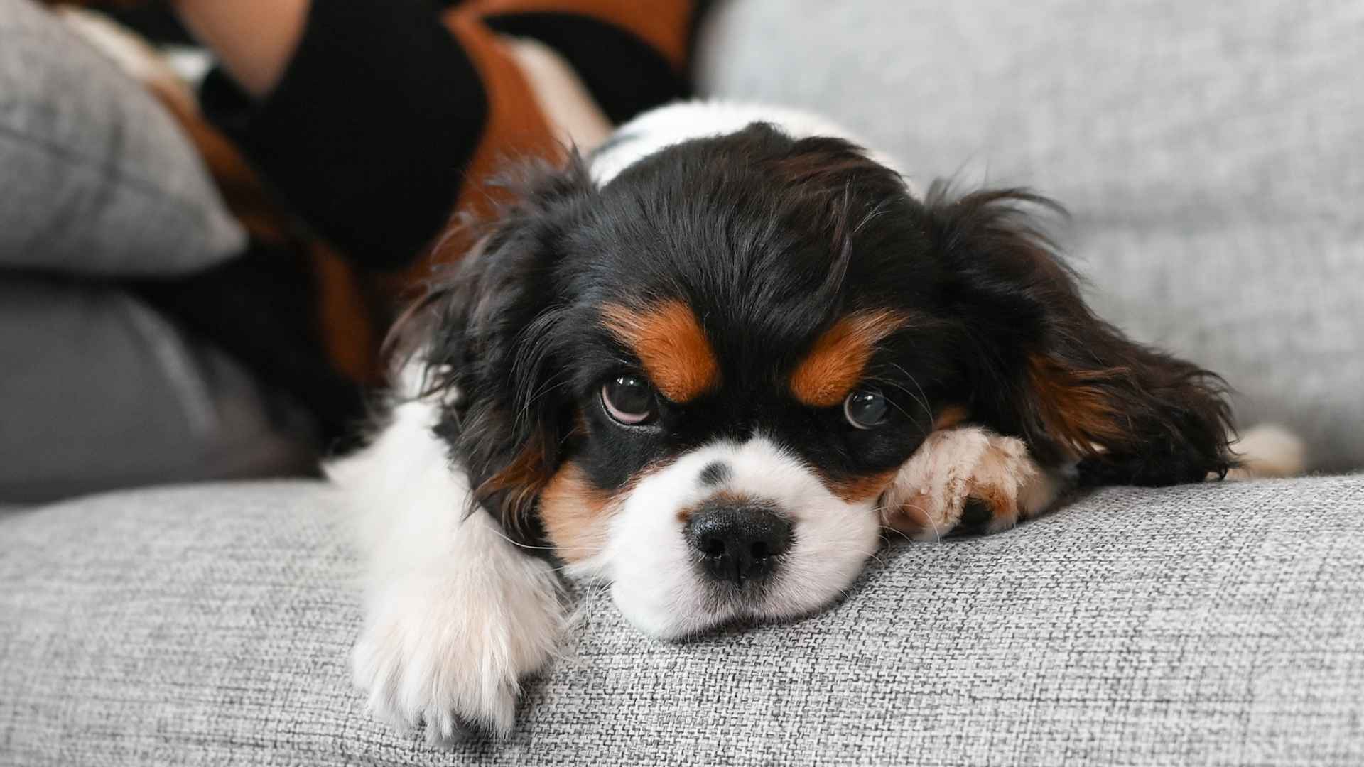 7 Dog Breeds That Are Calm Under Stress: Cool, Calm & Chill