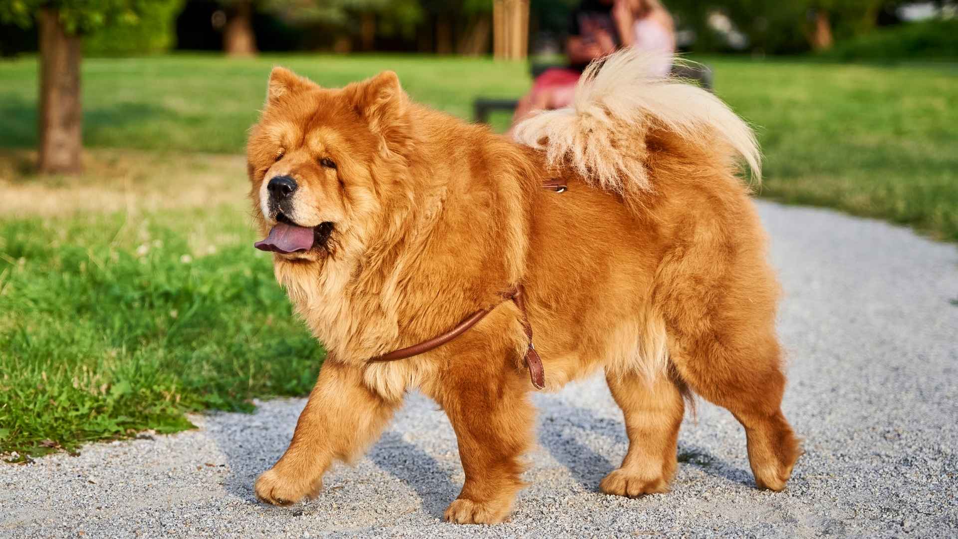 7 Dog Breeds That Are Famous For Their Independent Spirits