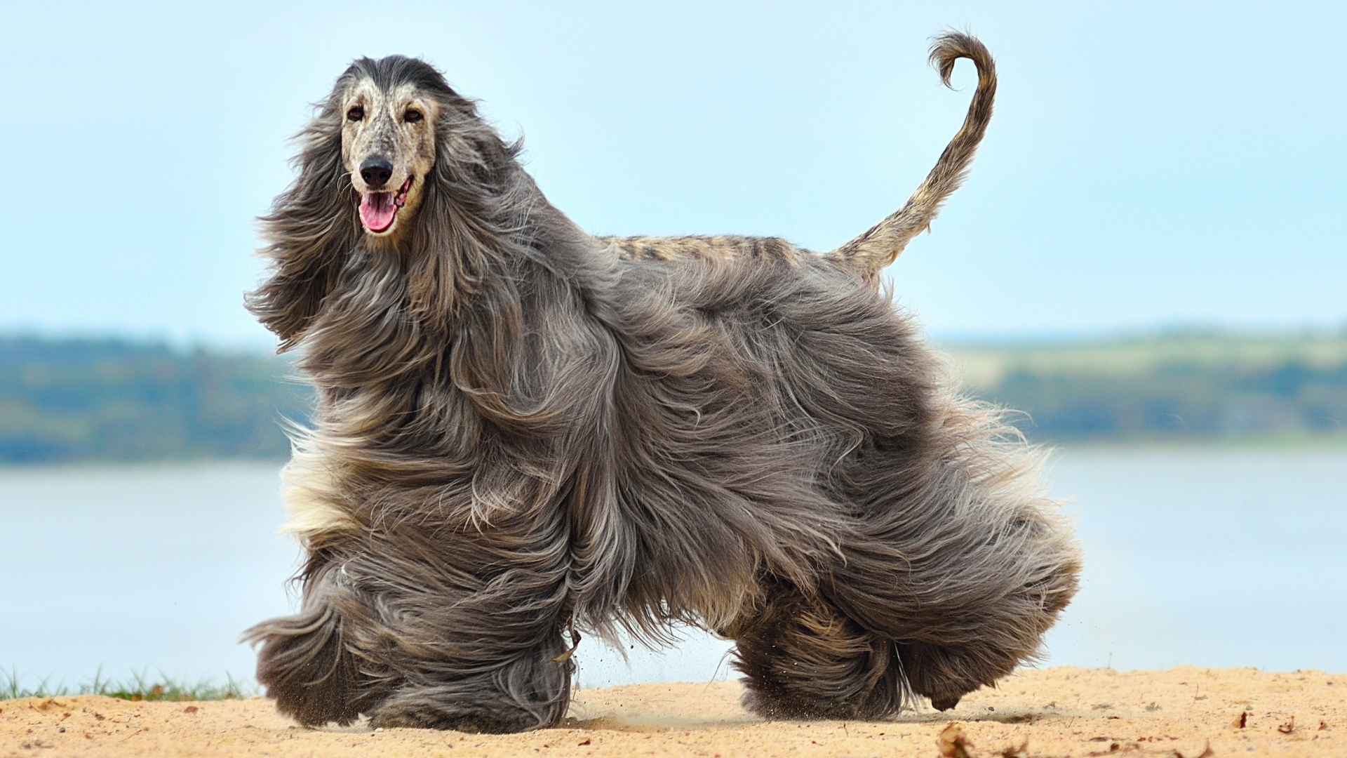 7 Dog Breeds That Are Famous For Their Independent Spirits