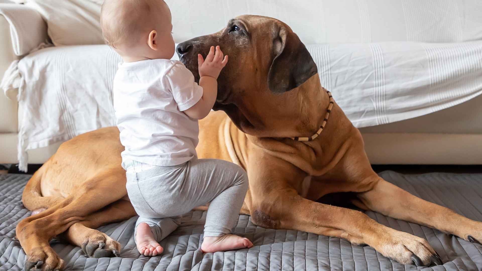 7 Dog Breeds That Are Good With Babies for Growing Families