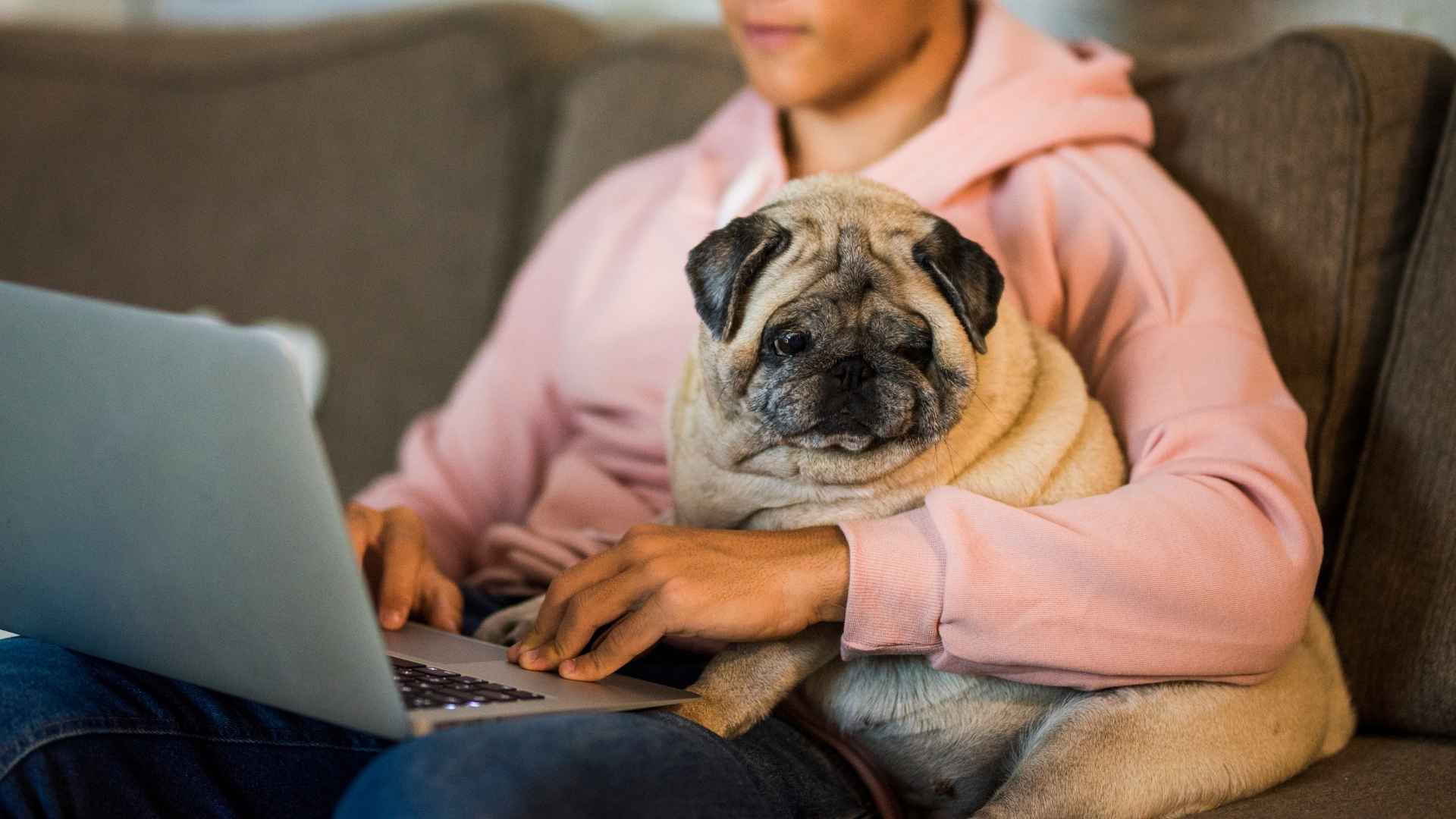7 Dog Breeds That Are Great For College Students: Easy, Loyal, and Fun