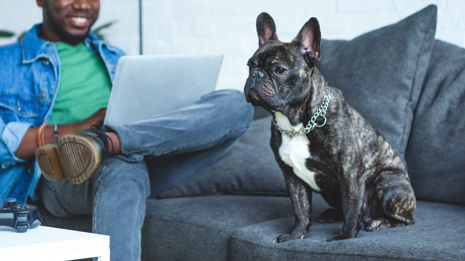 7 Dog Breeds That Are Great for Busy Professionals With Hectic Schedules