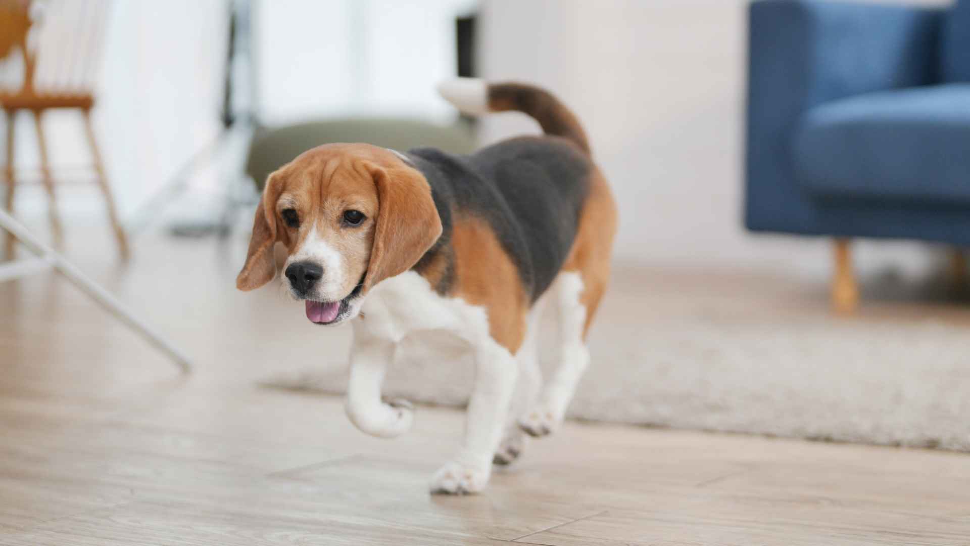 7 Dog Breeds That Are Happy in Small Homes and Apartment Living
