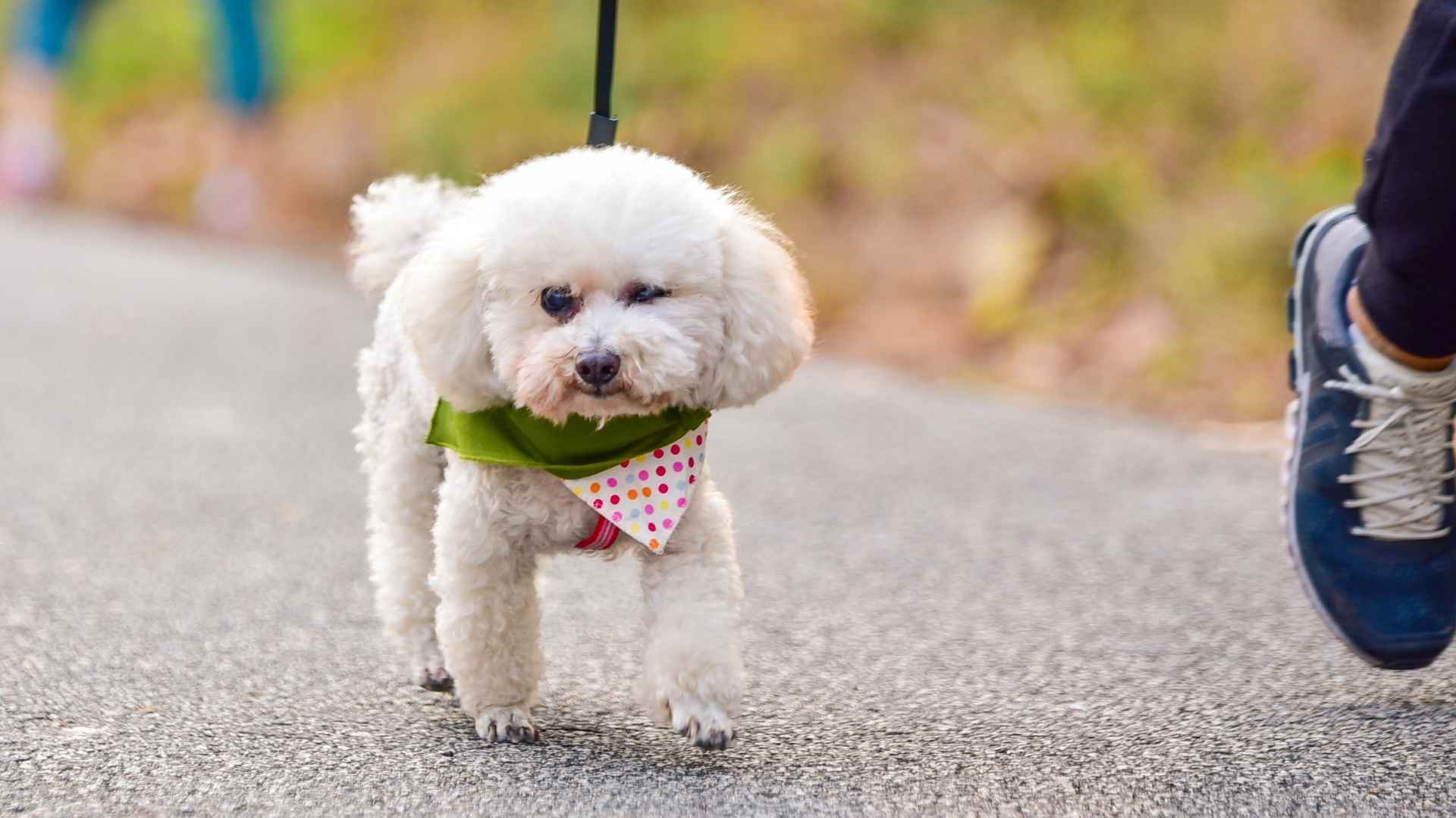 7 Dog Breeds That Are Ideal for City Life: Quiet, Clean & Adaptable