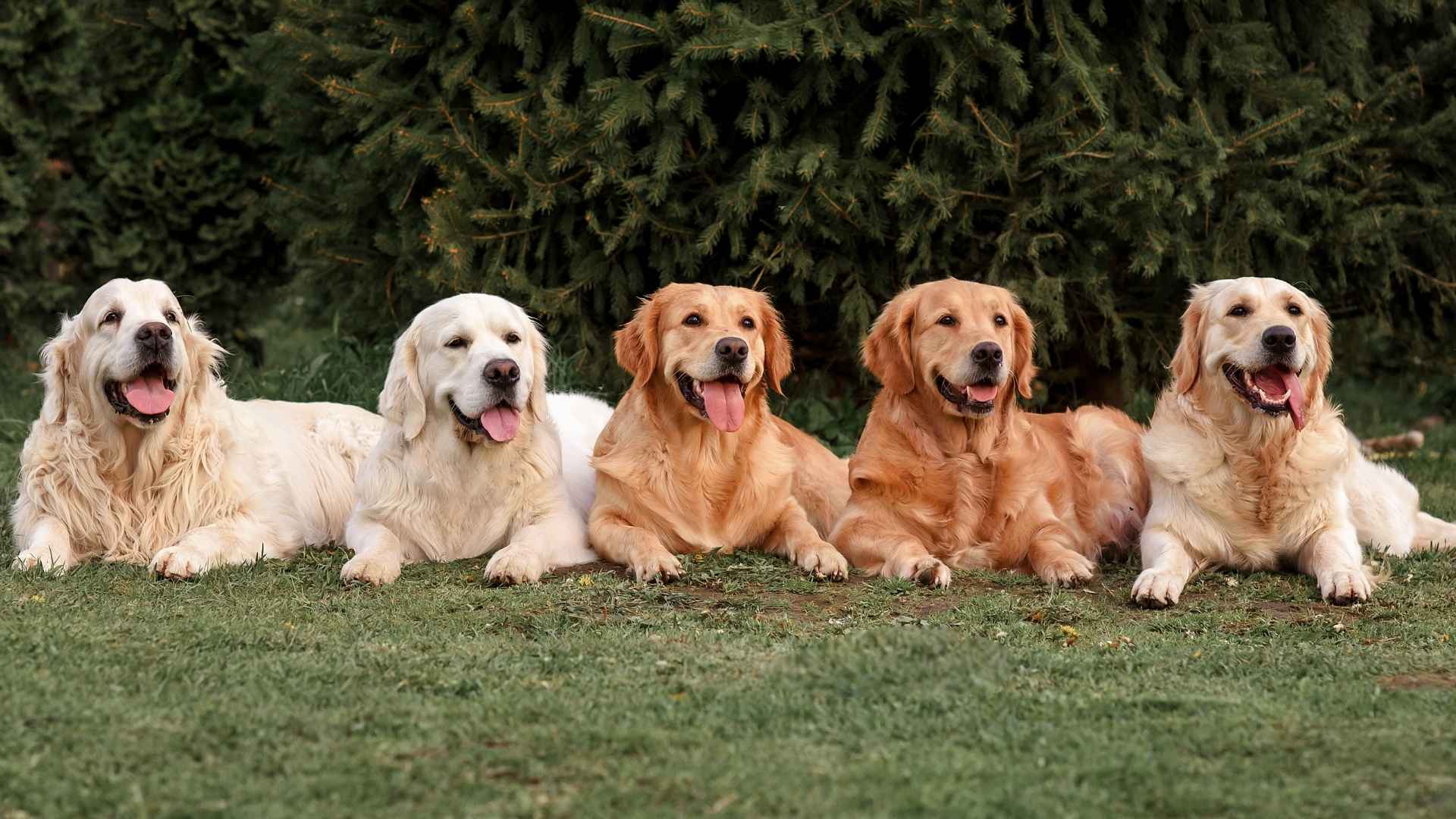 7 Dog Breeds That Are Instagram Superstars: The Famous Pups