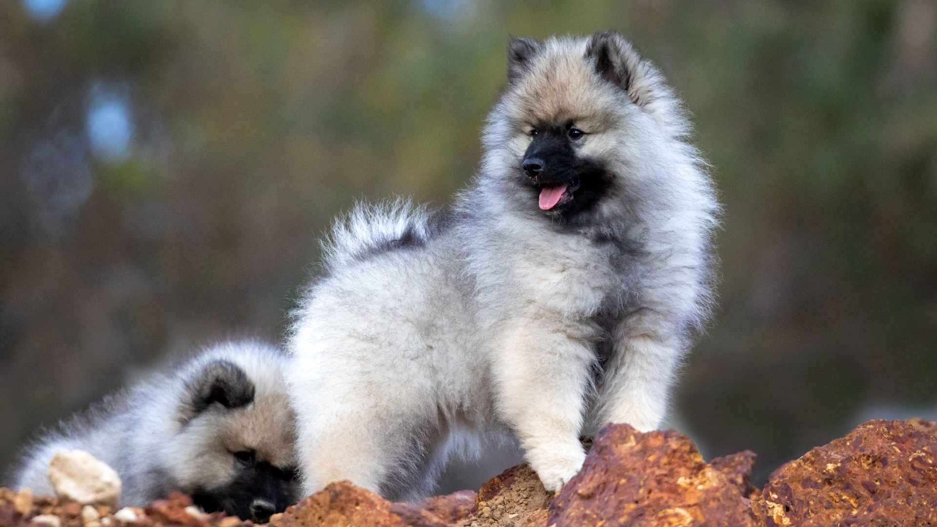 7 Dog Breeds That Are Living Teddy Bears