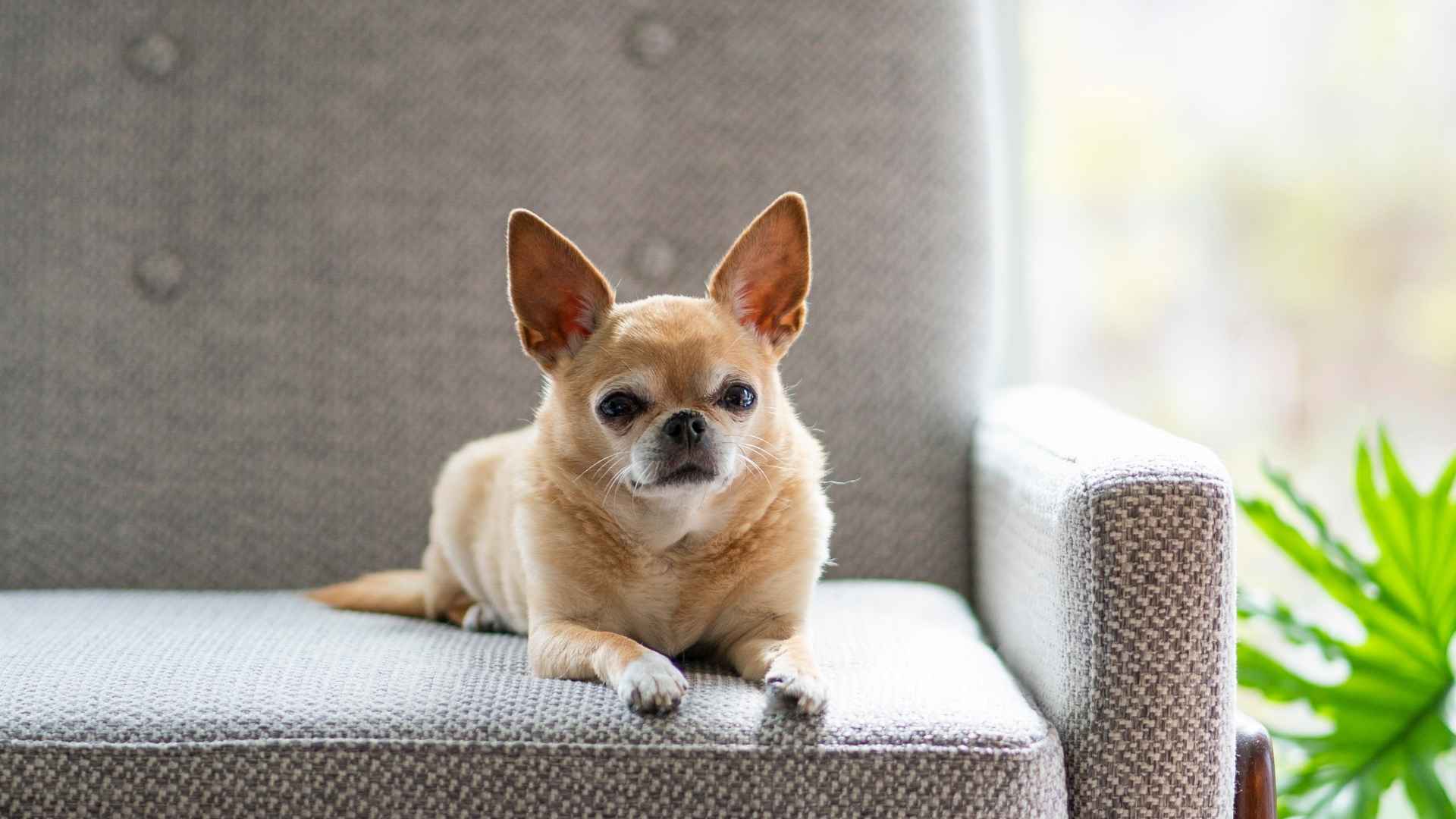7 Dog Breeds That Are Perfect For Homebodies and Couch Potatoes