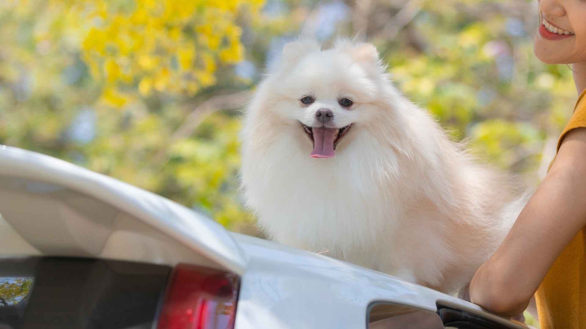 7 Dog Breeds That Are Perfect For Solo Travelers: Explore Freely With These Pups