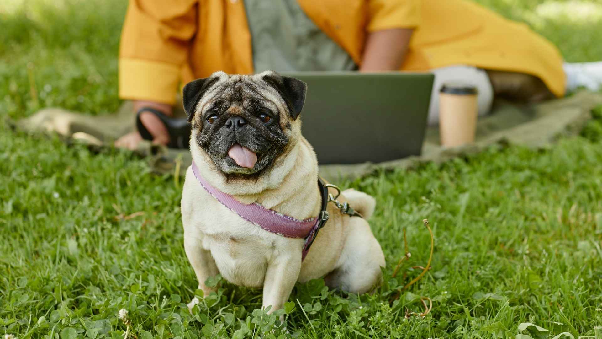 7 Dog Breeds That Are Perfect for Digital Nomads That Thrive Anywhere