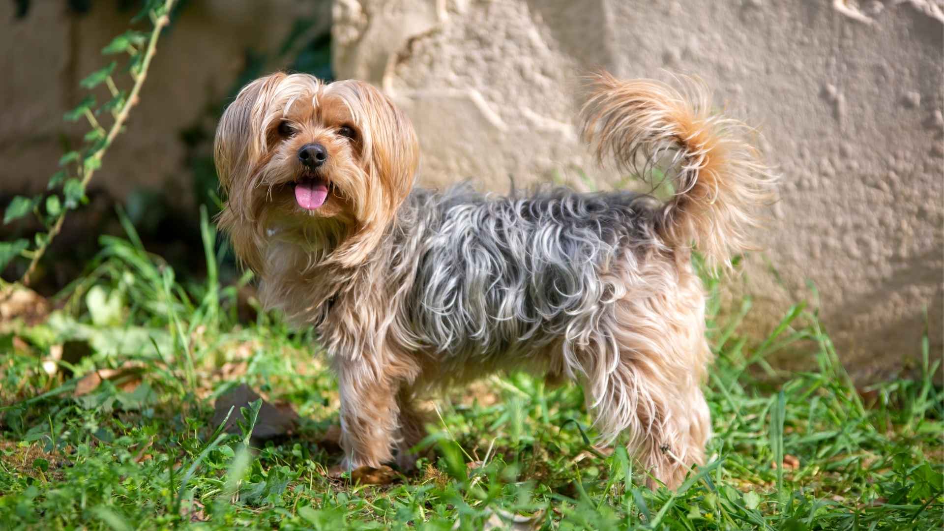 7 Dog Breeds That Are Perfect for Tiny Yards and Limited Outdoor Space