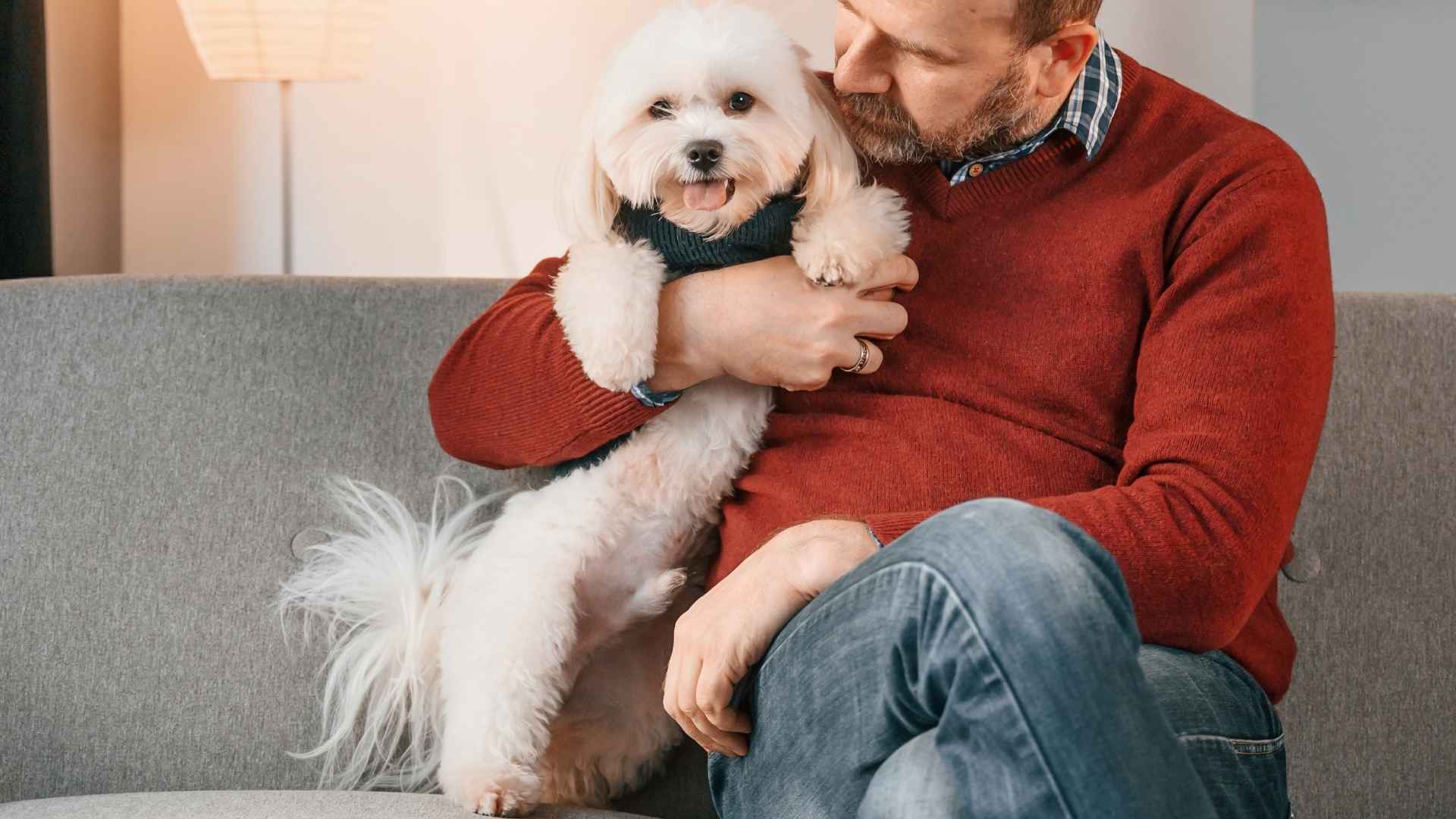 7 Dog Breeds That Are Playful Yet Reserved: Joyful Yet Sober Pets