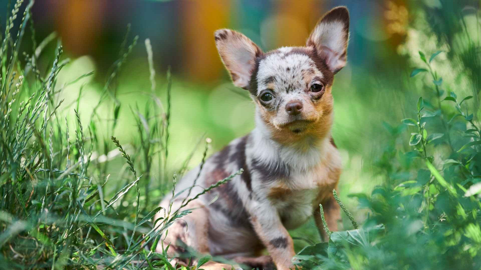 7 Dog Breeds That Are Suitable for Nomadic Lifestyles