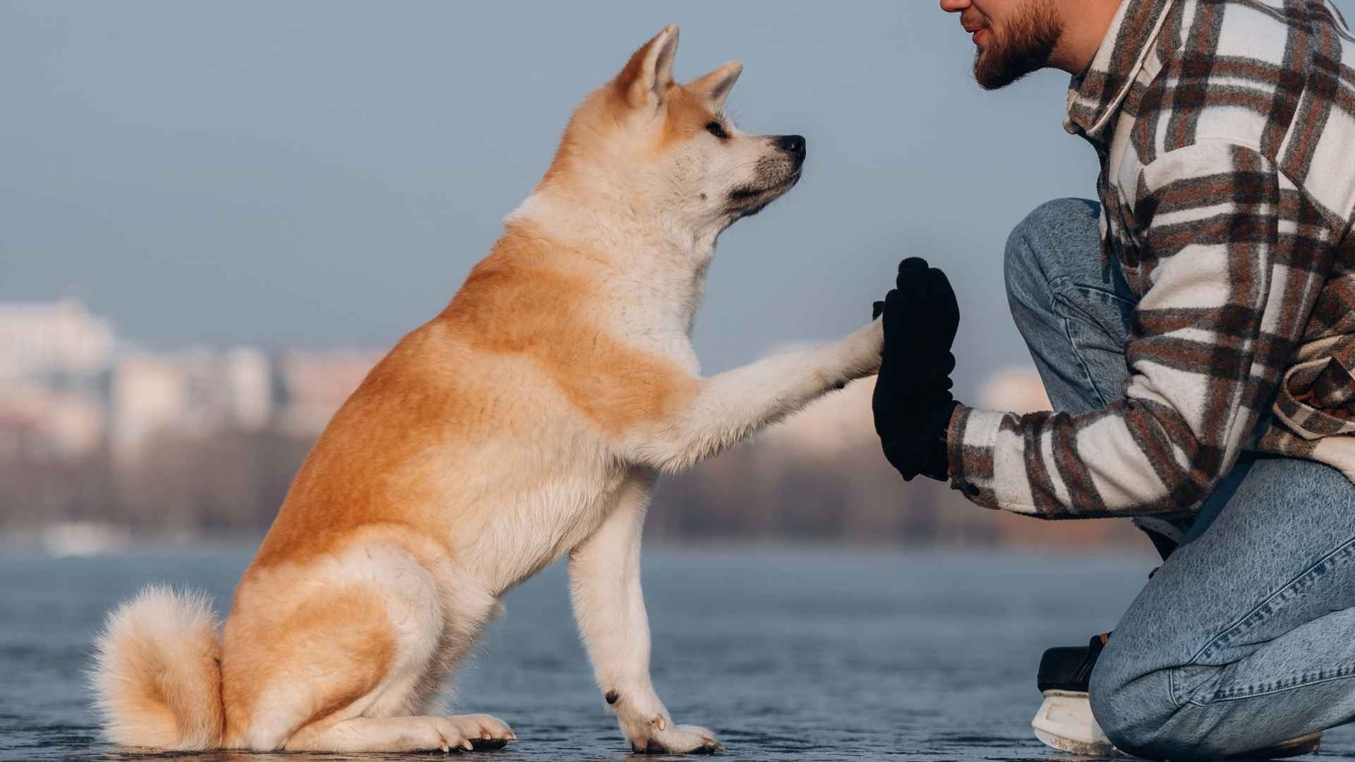 7 Dog Breeds That Are Super Loyal To One Person: Dogs For Solo Owners