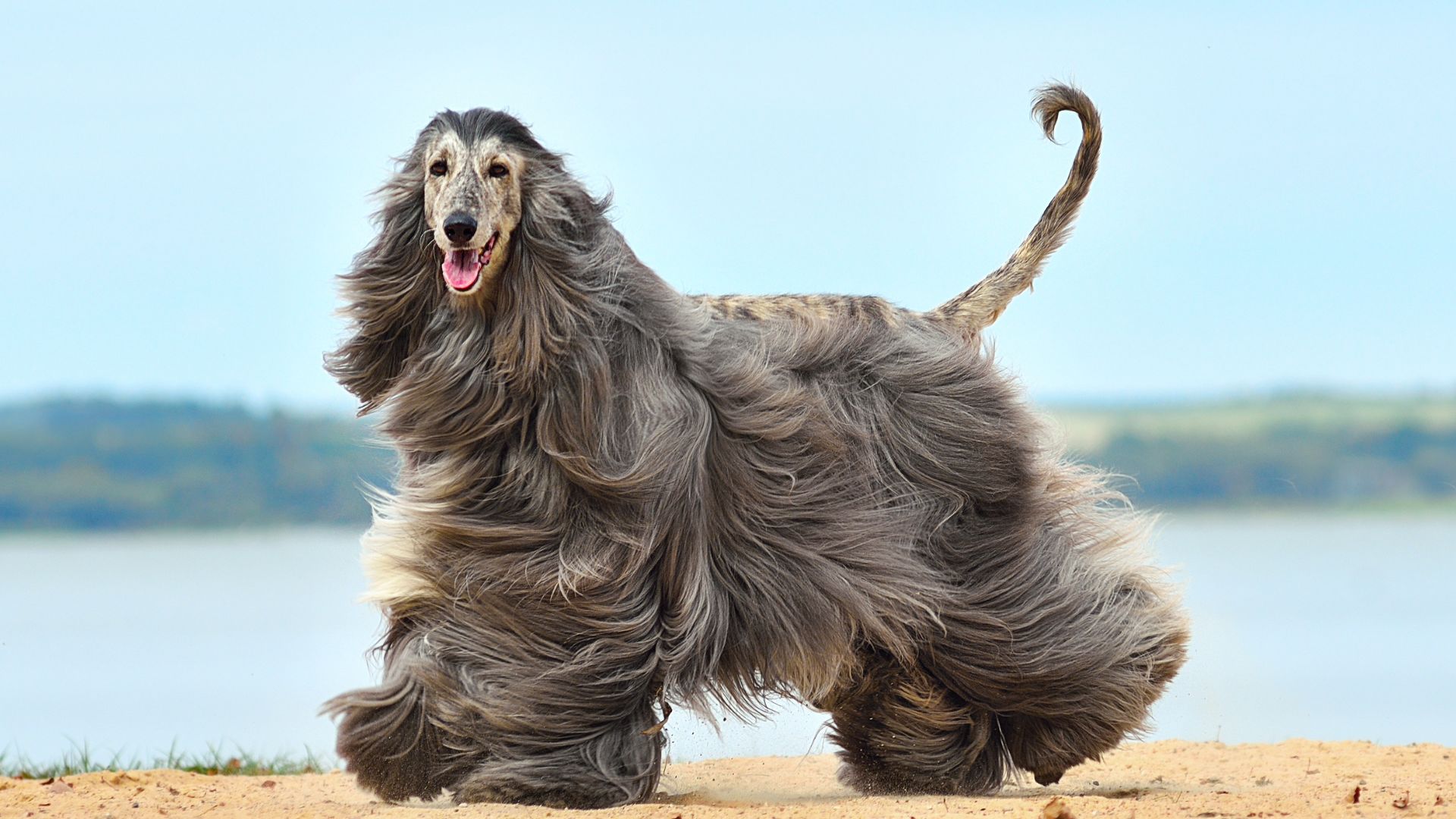 7 Dog Breeds That Barely Changed In 1000 Years and Still Look the Same Today