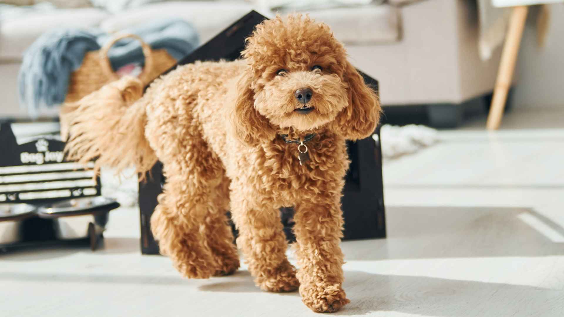 7 Dog Breeds That Barely Shed Seasonally That Keep Your Home Clean
