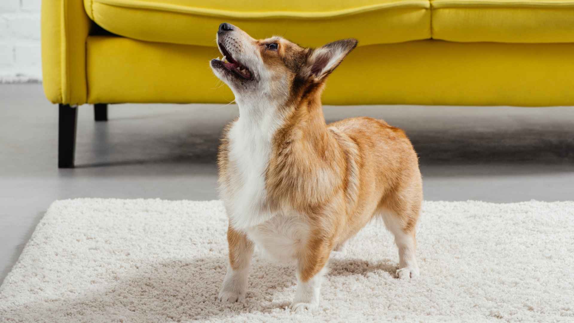 7 Dog Breeds That Bark At Flying Insects Indoors