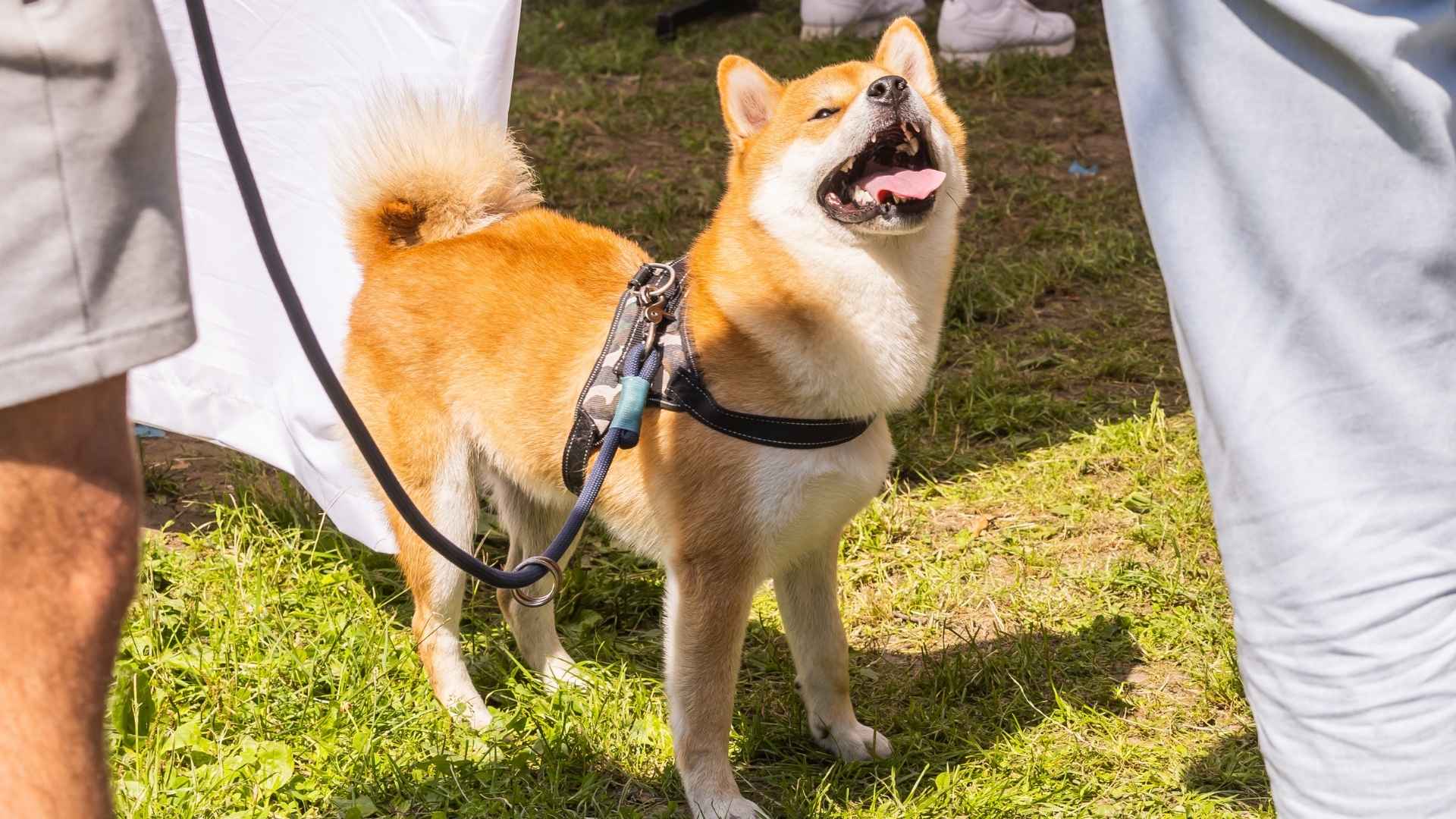 7 Dog Breeds That Bark At Intruders Instantly