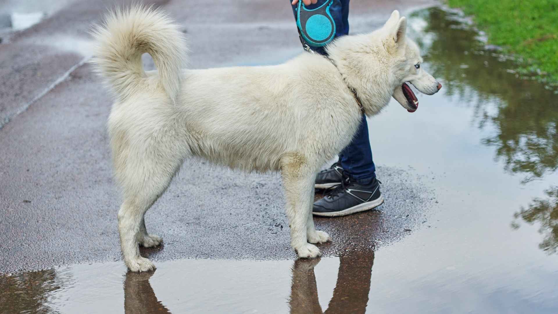7 Dog Breeds That Bark At Their Own Reflections