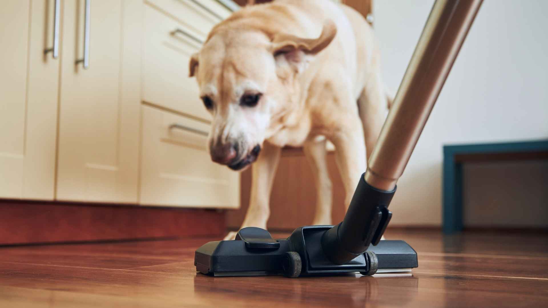 7 Dog Breeds That Bark At Vacuums Like Enemies