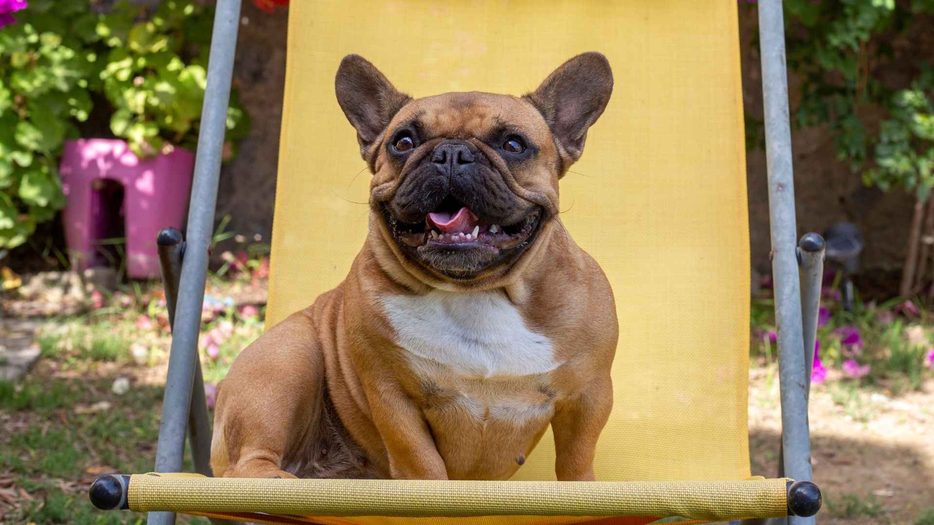 7 Dog Breeds That Bark Only When Really Necessary and Stay Quiet