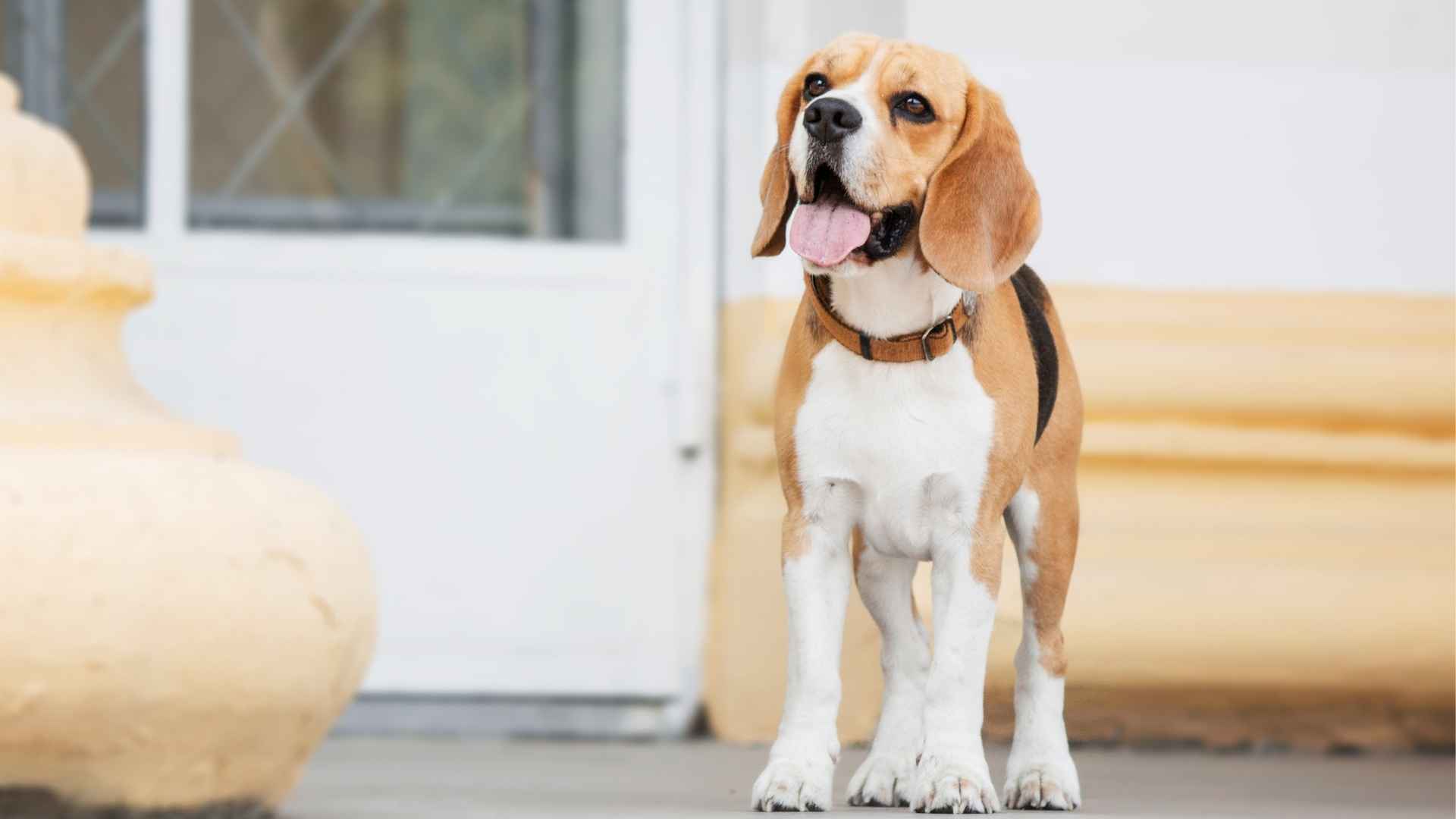 7 Dog Breeds That Bark When Favorite Person Leaves and Ways to Keep Them Calm