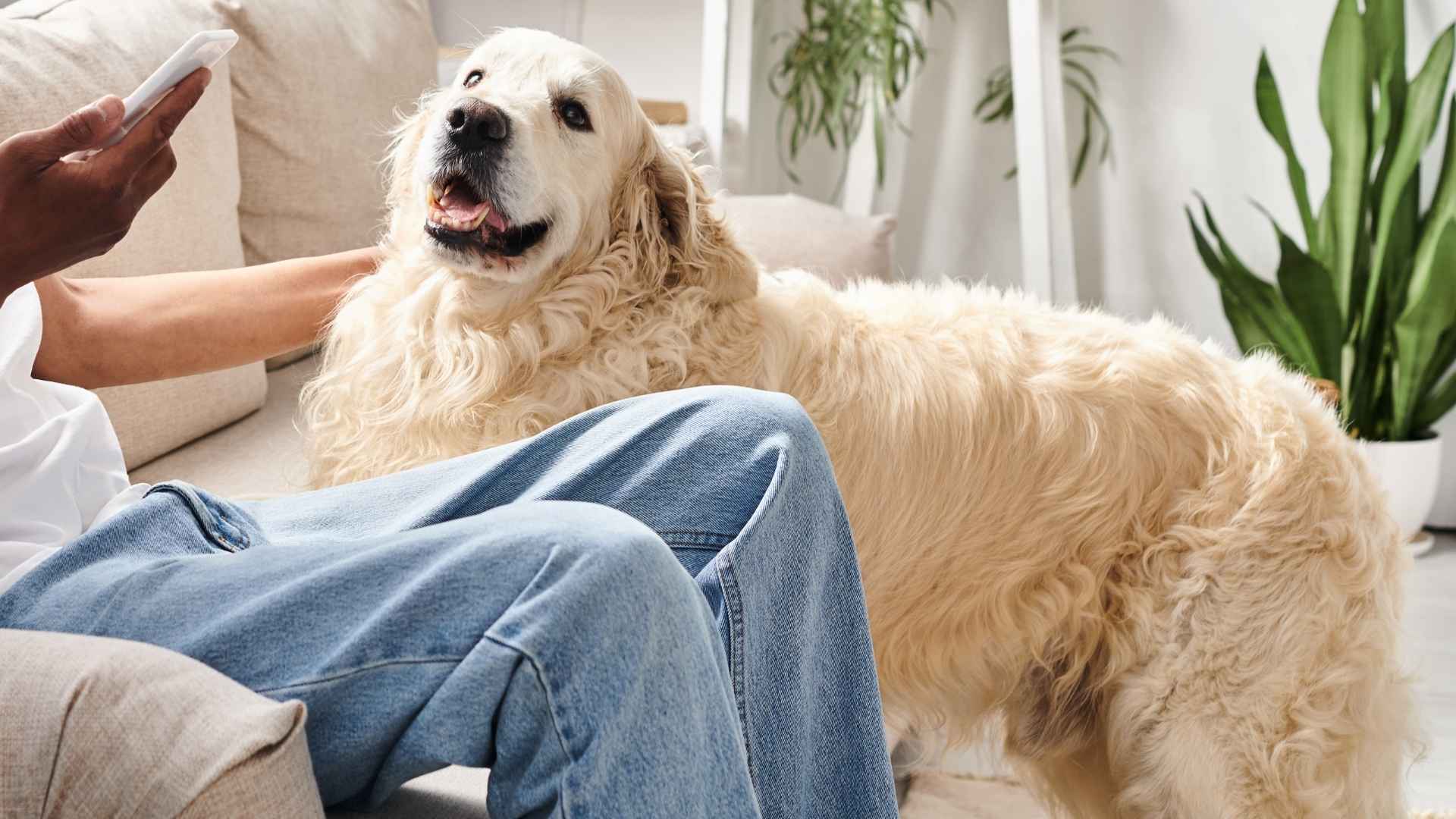 7 Dog Breeds That Bark When Phone Rings