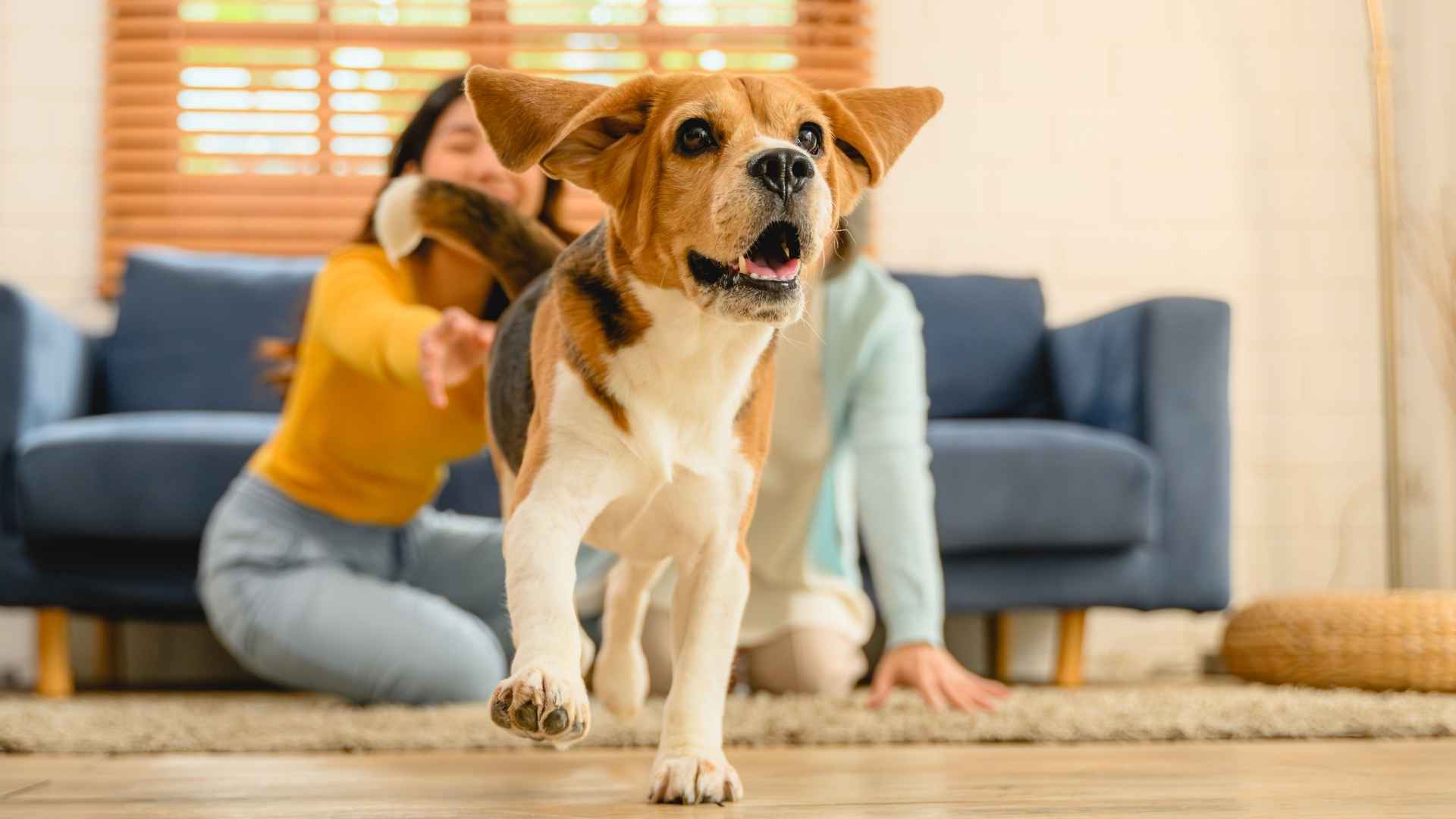 7 Dog Breeds That Bark at Doorbells on TV