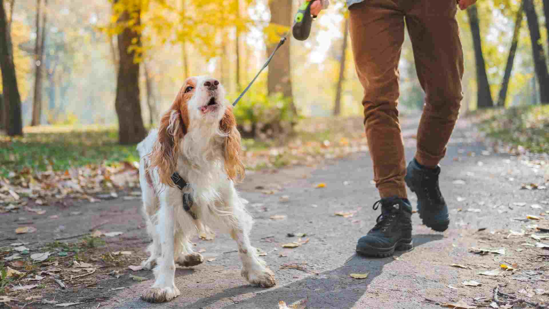 7 Dog Breeds That Bark at Their Own Shadow